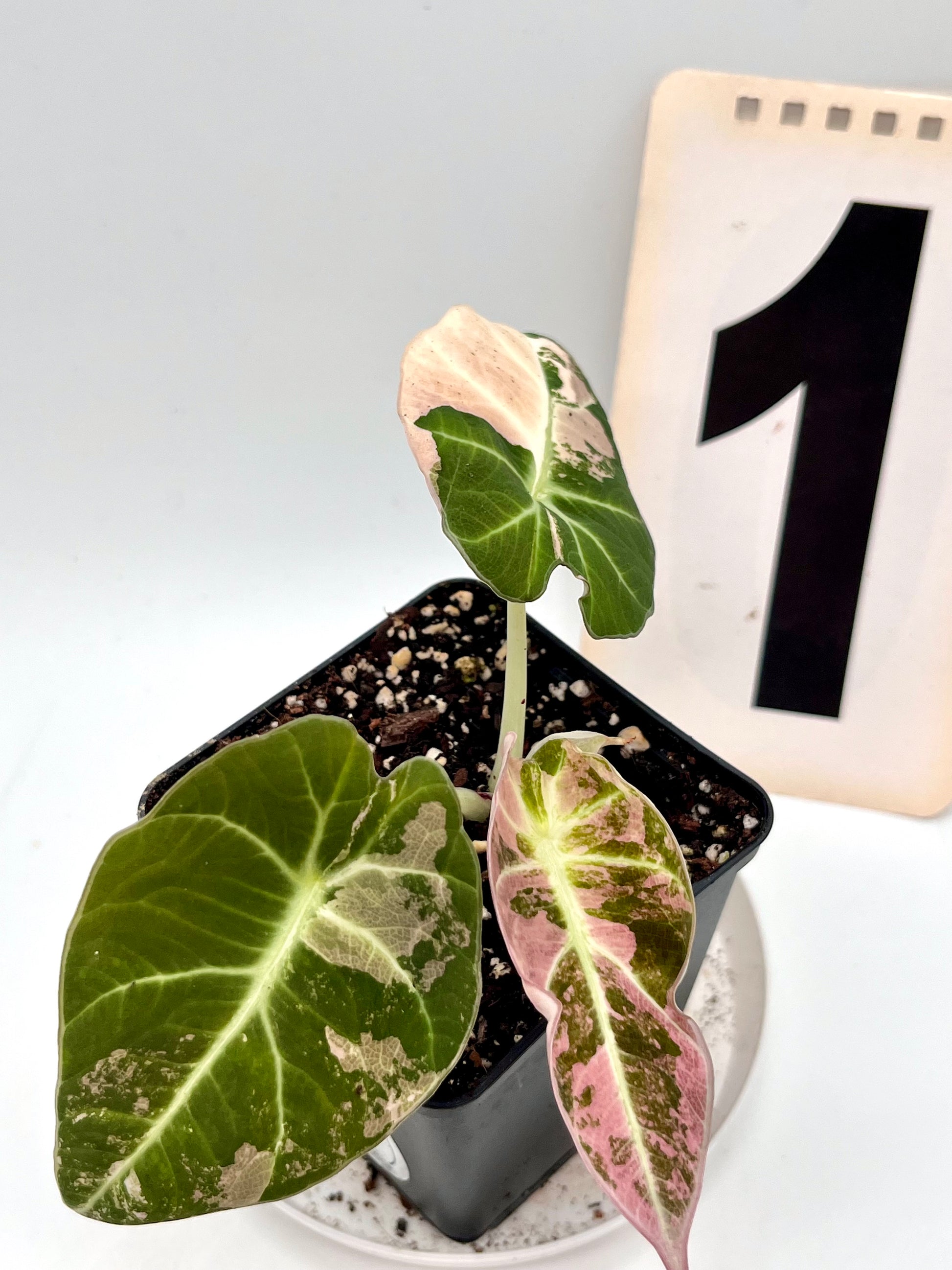 Alocasia Black Velvet Variegata