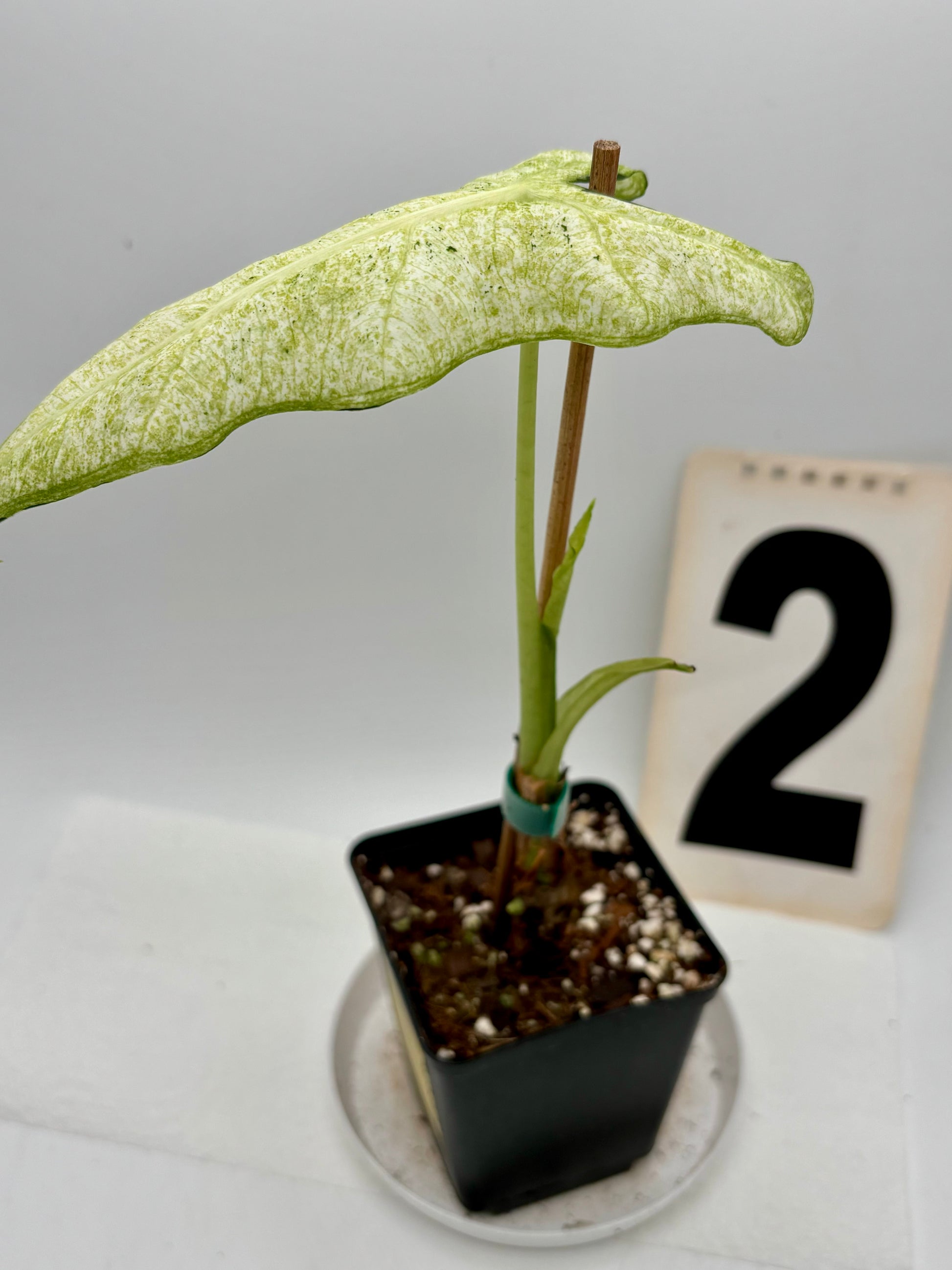 Grüner Alocasia Frydek Mint Pflanze von Exotic-Flowers mit großen, glänzenden Blättern, perfekt für Zimmerdekoration.