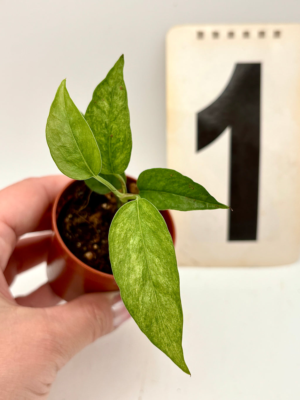 Epipremnum Cebu Blue Aurea Mint Variegata