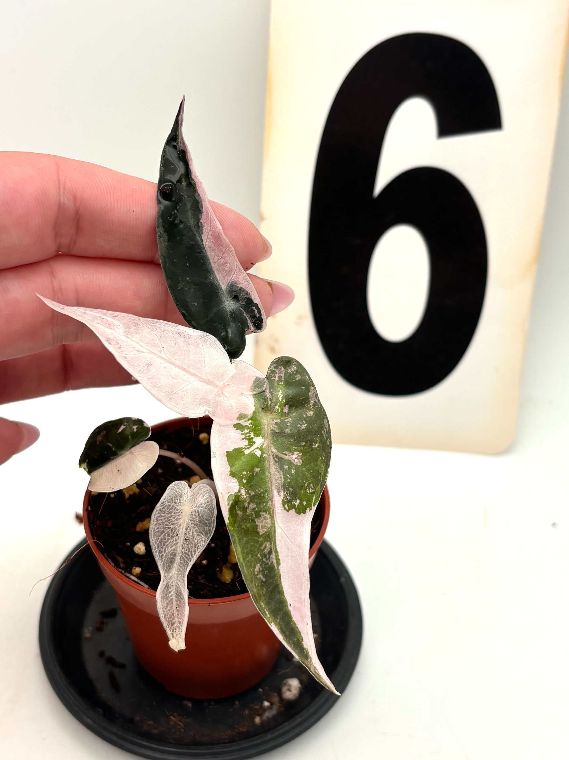 Alocasia Bambino Variegata Pflanze von Exotic-Flowers mit weißen und grünen variegierten Blättern, Topfpflanze auf weißem Hintergrund
