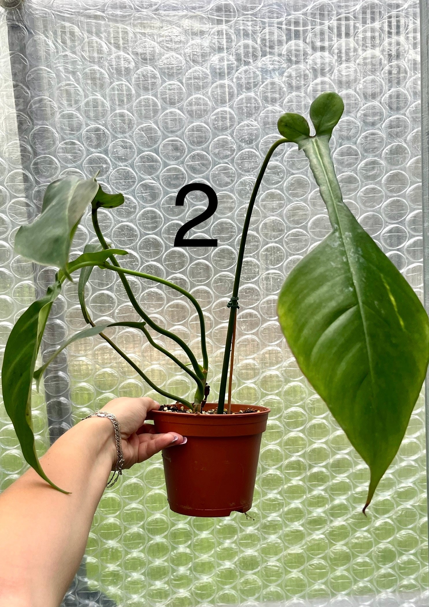 Philodendron Joepii