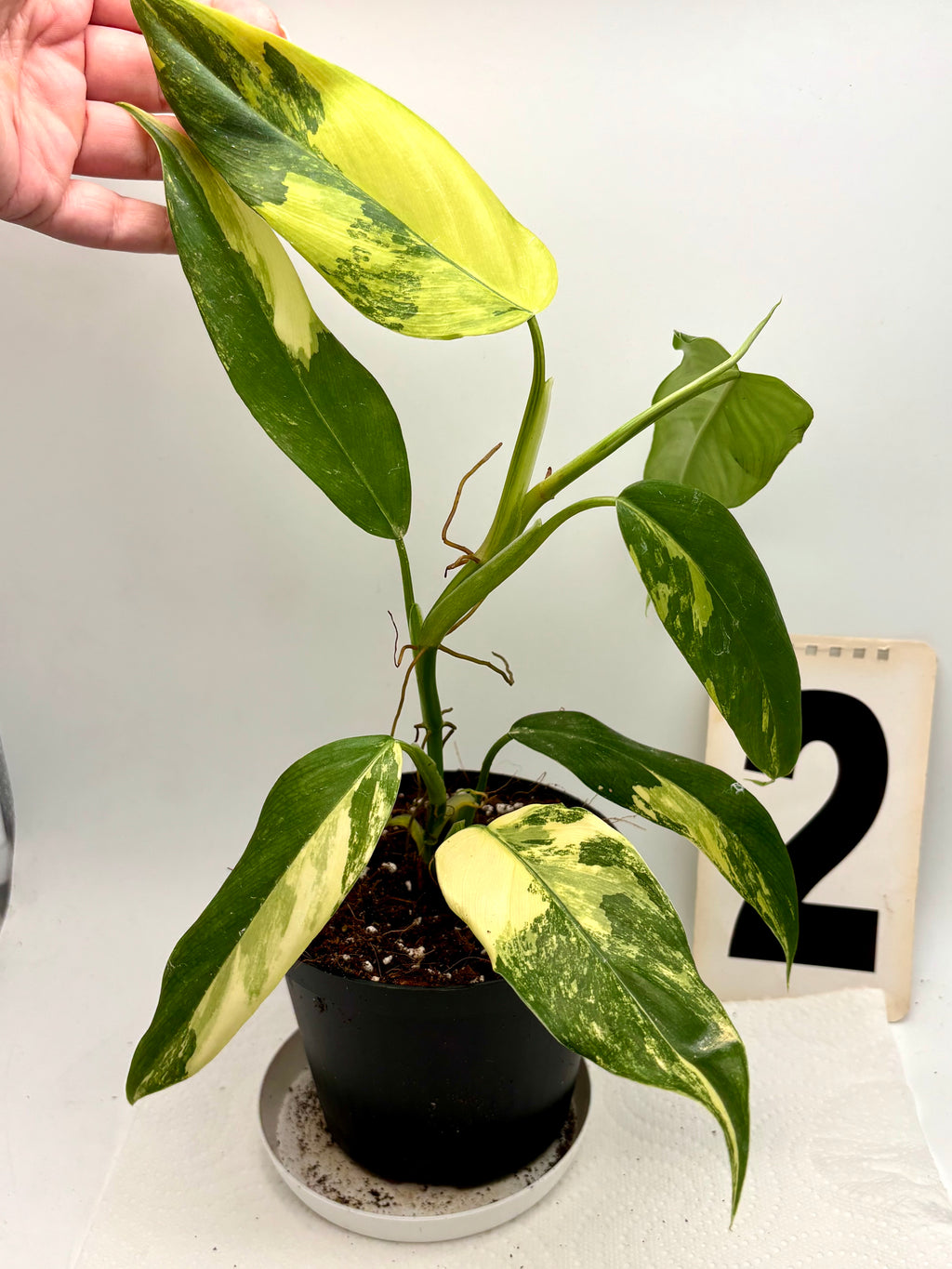 Philodendron Siam Sunrise / Domesticum Variegata