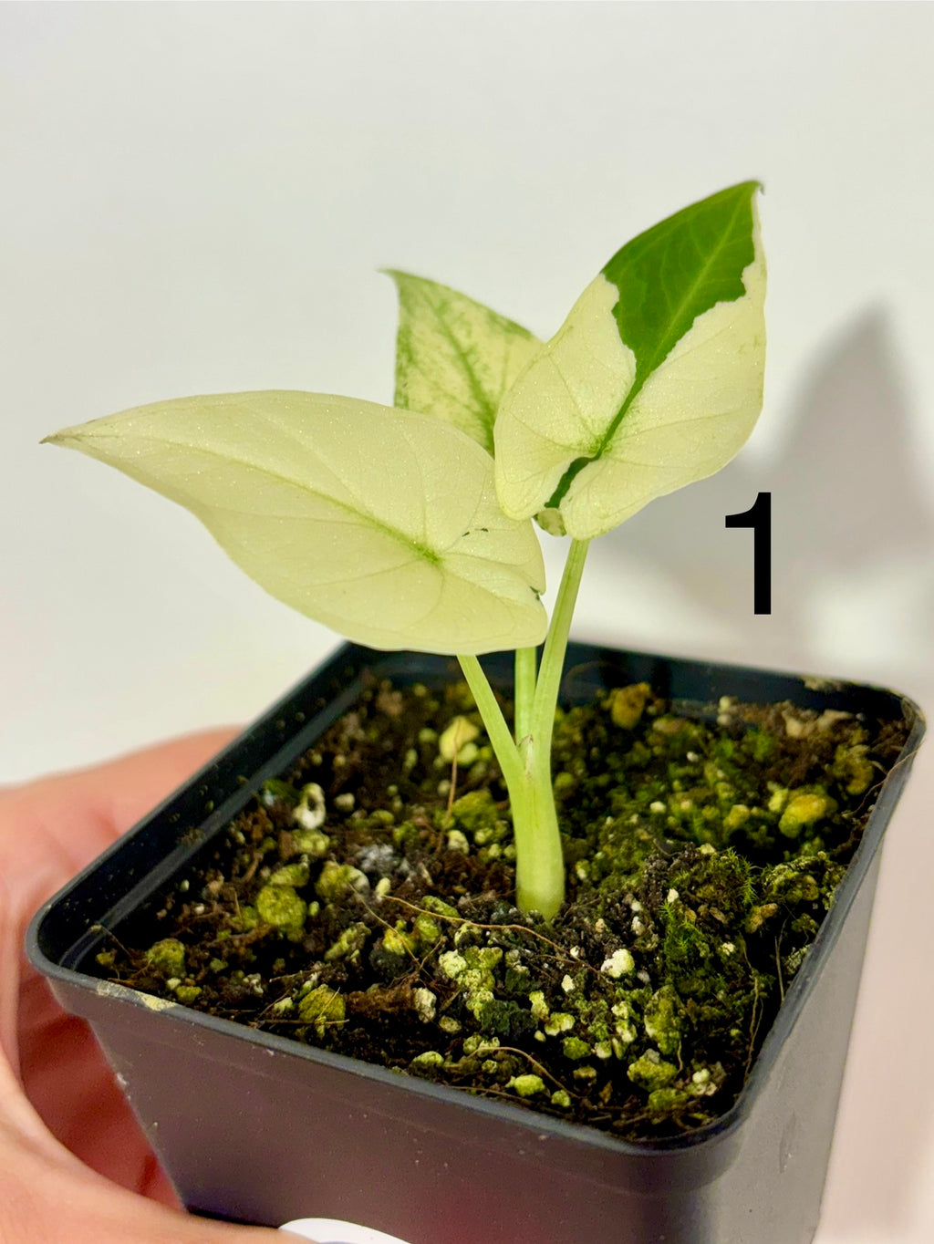 Alocasia Regal Shield Albo Variegata