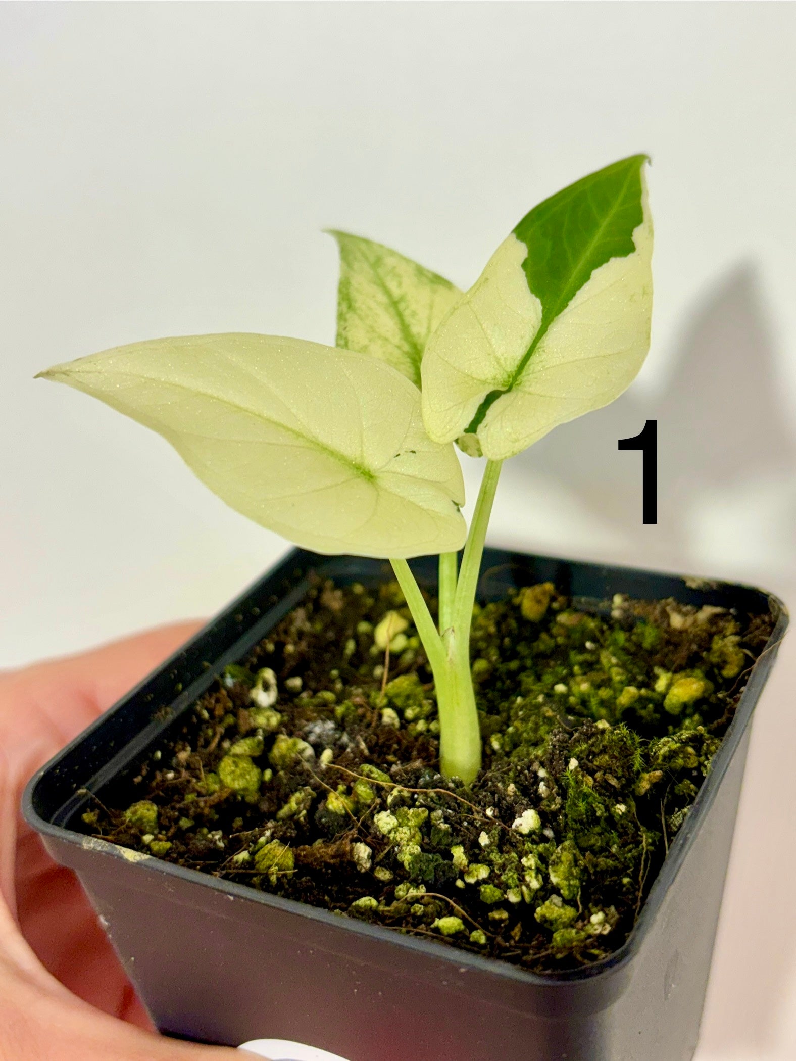 Alocasia Regal Shield Albo Variegata