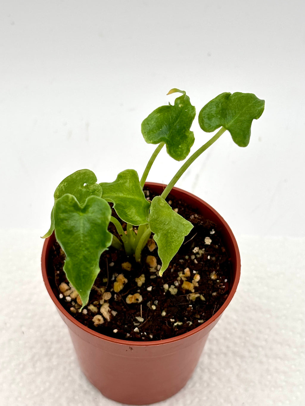Junge Alocasia Sarian Pflanze von Exotic-Flowers mit großen grünen Blättern, auf einem Gartenboden fotografiert