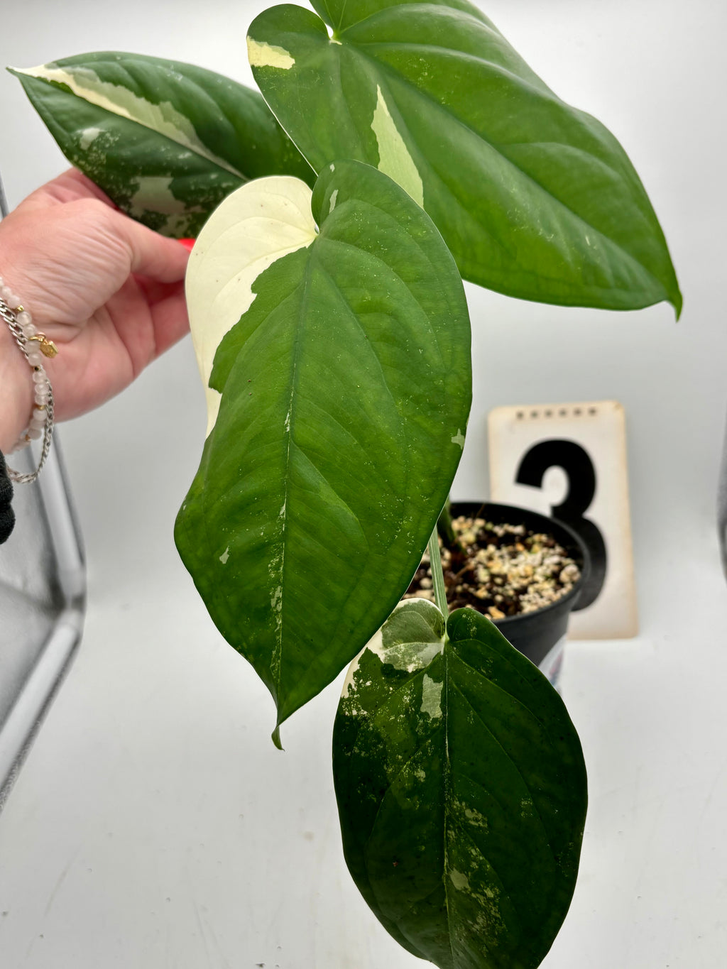 Variegierte Syngonium Chiapense Pflanze von Exotic-Flowers, grüne Blätter mit weißen und rosa Mustern, Zimmerpflanze in Topf