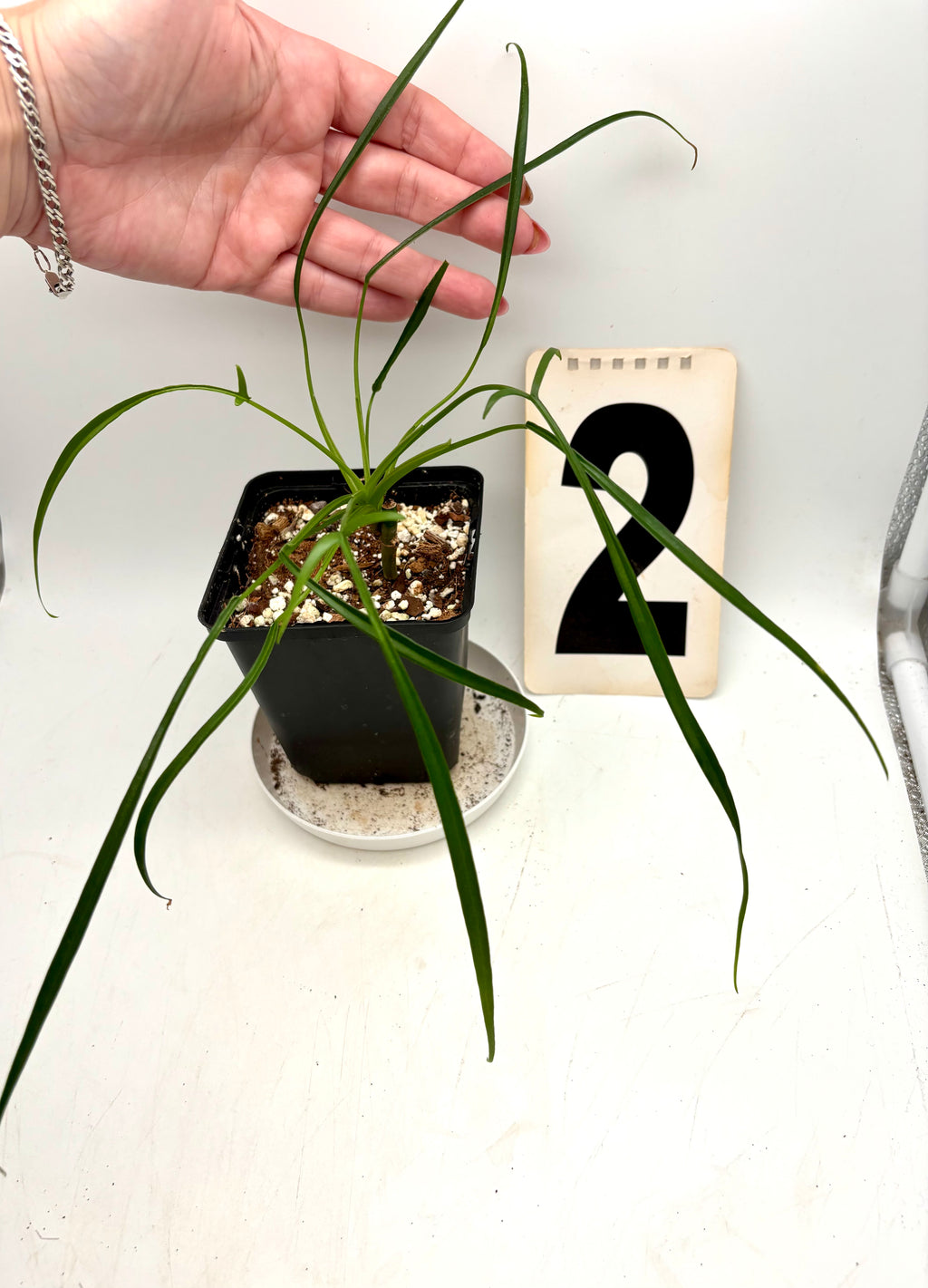 Grüner Philodendron Polypodioides von Exotic-Flowers mit langen, hängenden Blättern in einem Topf auf einem Tisch.