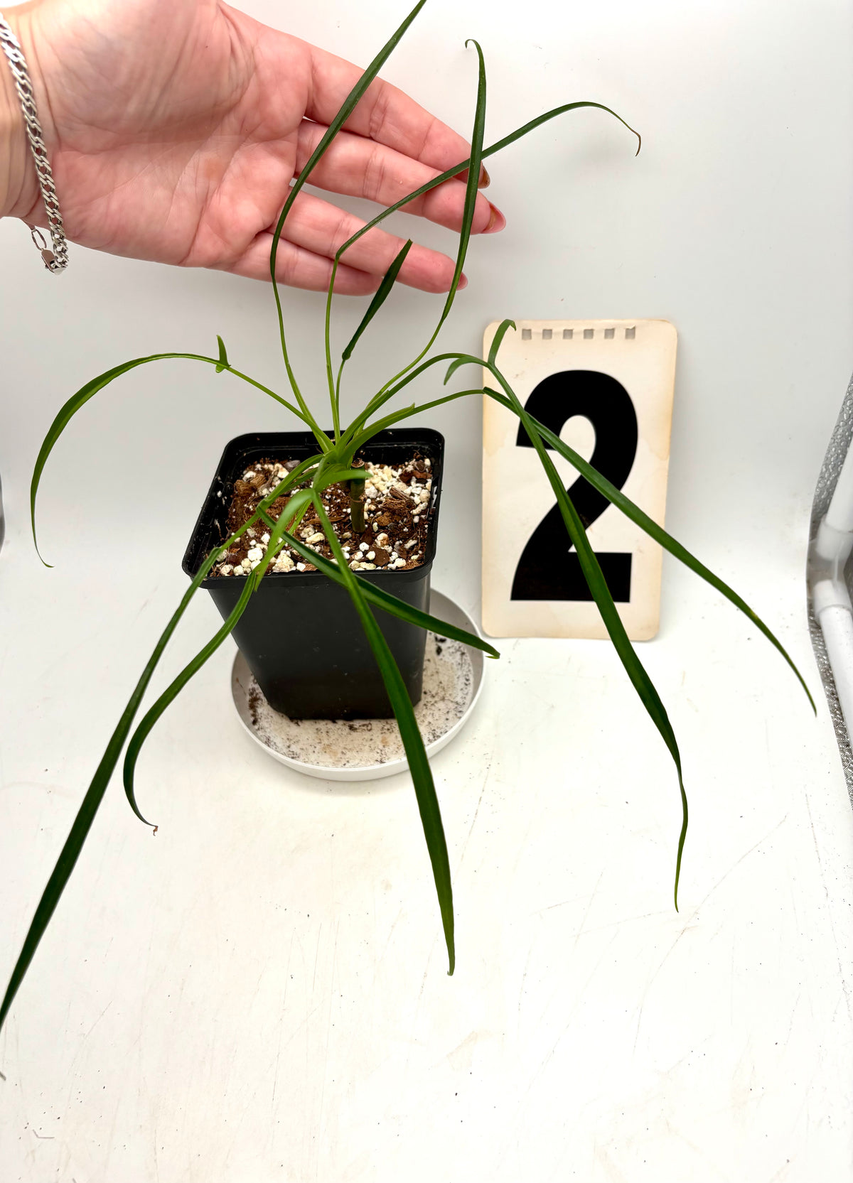 Grüner Philodendron Polypodioides von Exotic-Flowers mit langen, hängenden Blättern in einem Topf auf einem Tisch.