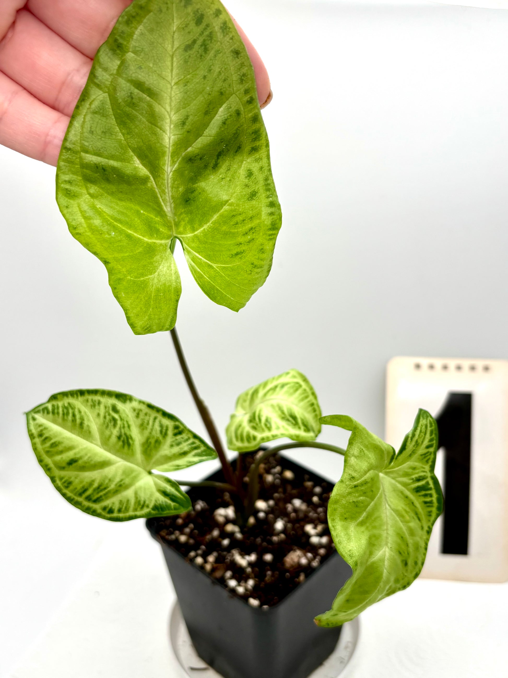 Syngonium Batik / Golden Venation