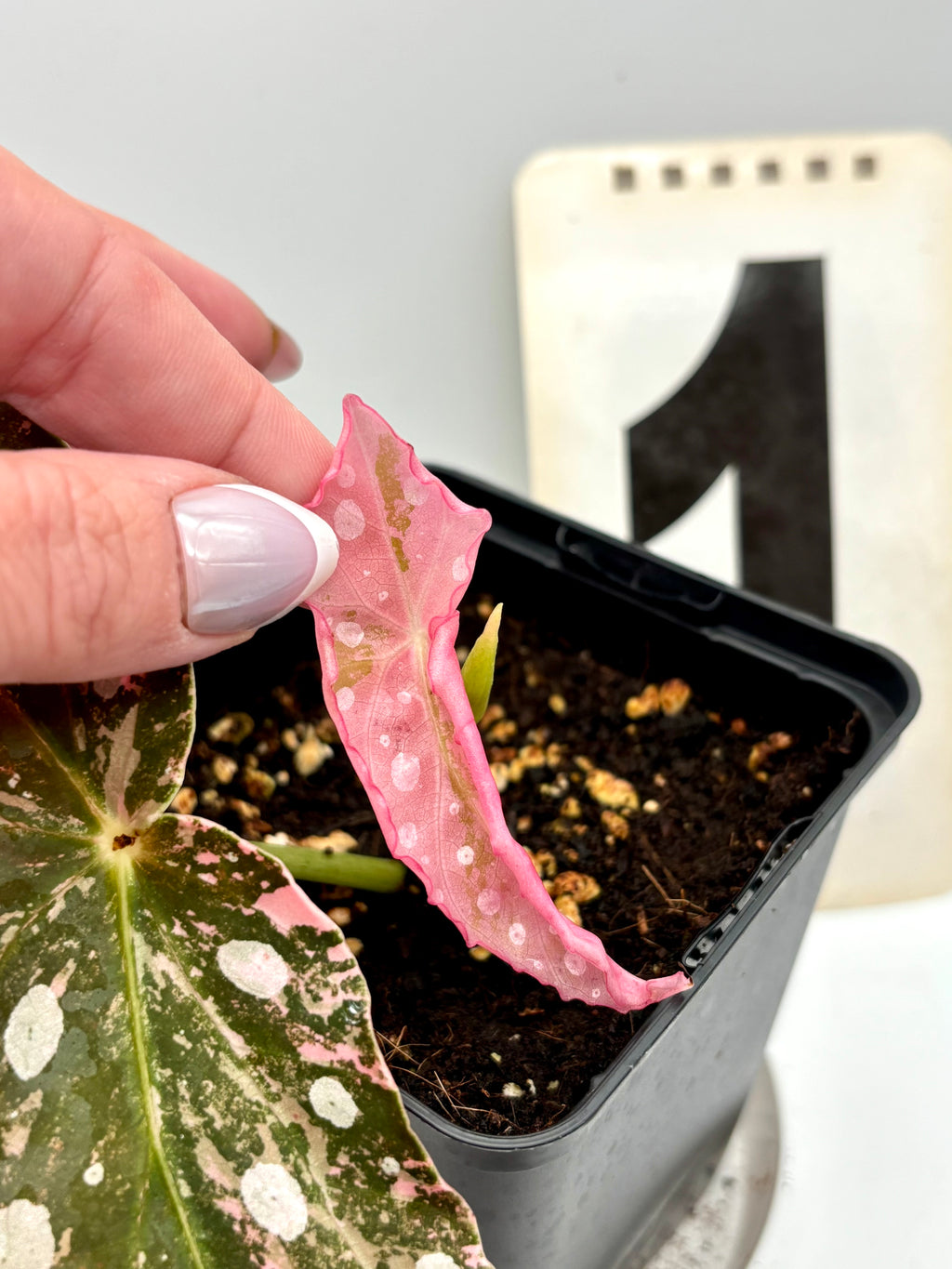 Begonia Maculata Pink Variegata