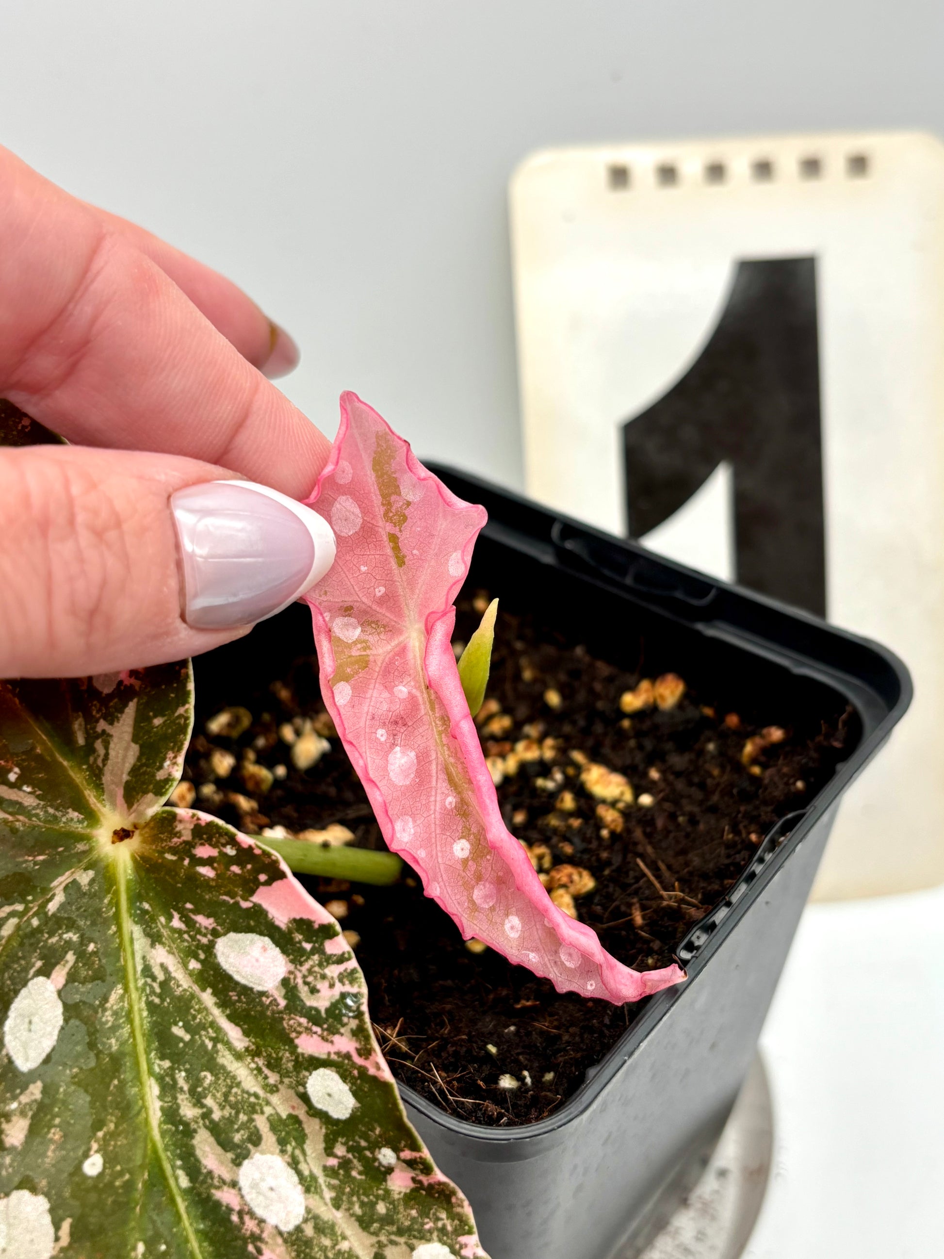Begonia Maculata Pink Variegata