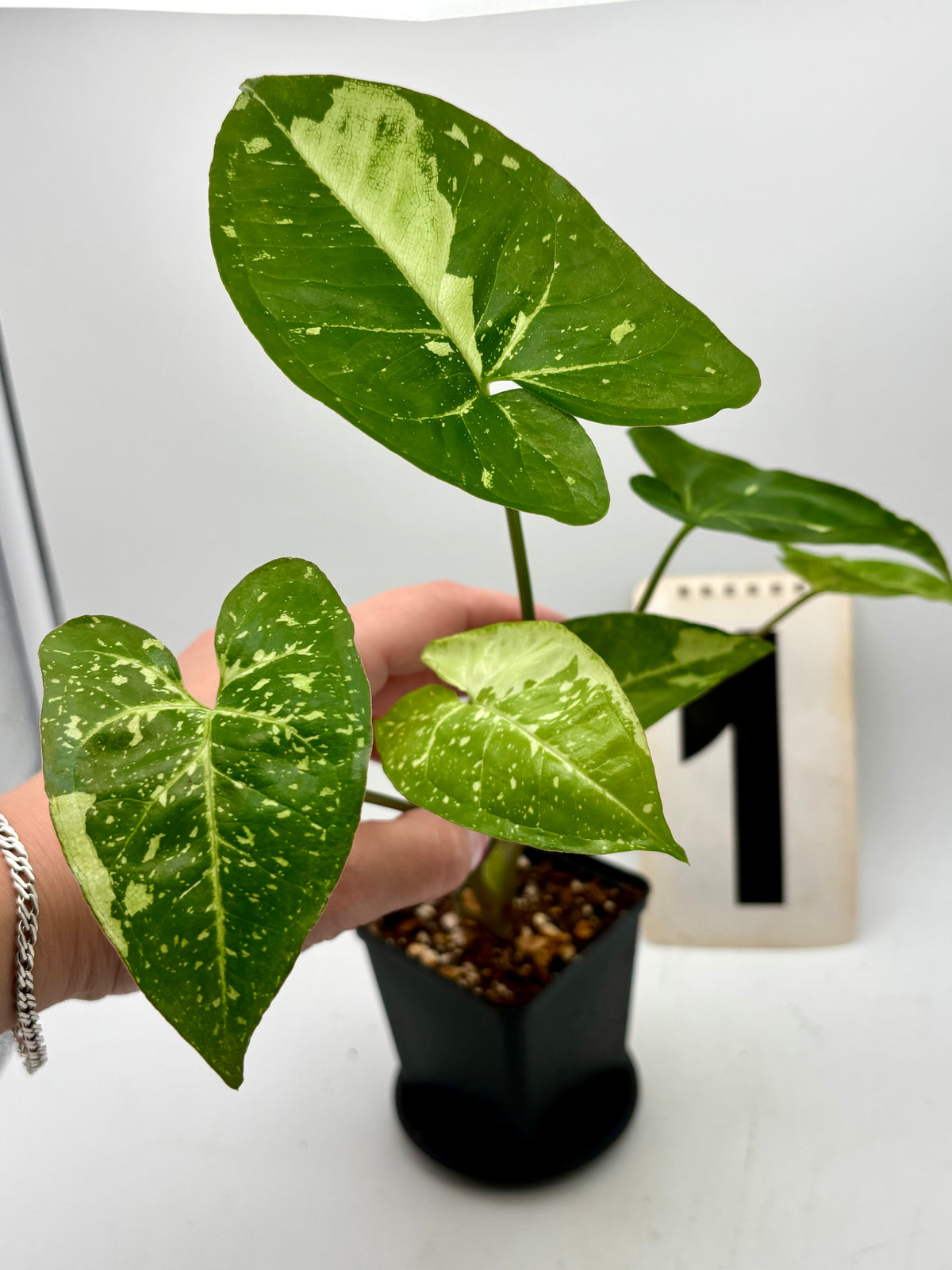 Syngonium Panda Pflanze von Exotic-Flowers mit grünen Blättern und weißen Mustern, perfekt für Zimmerdekoration.
