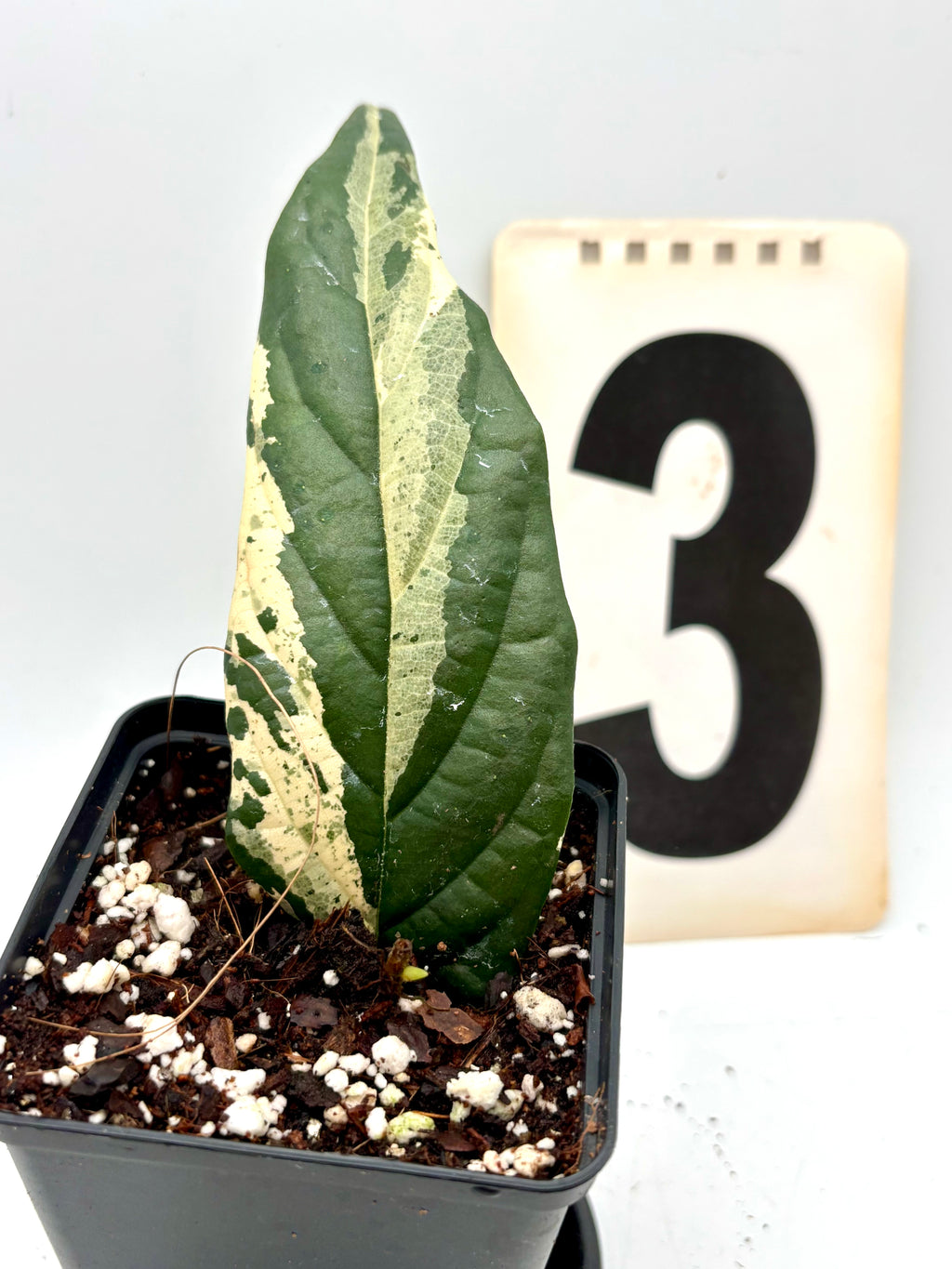 Exotic-Flowers Ficus Sagittata Pink Variegata Pflanze mit rosa-weiß variierten Blättern, Zimmerpflanze, im Top.