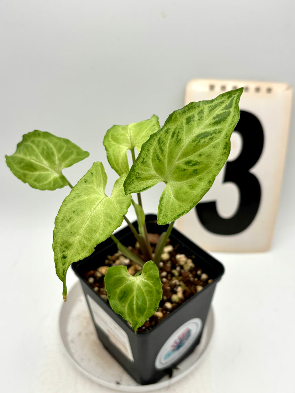 Syngonium Batik / Golden Venation