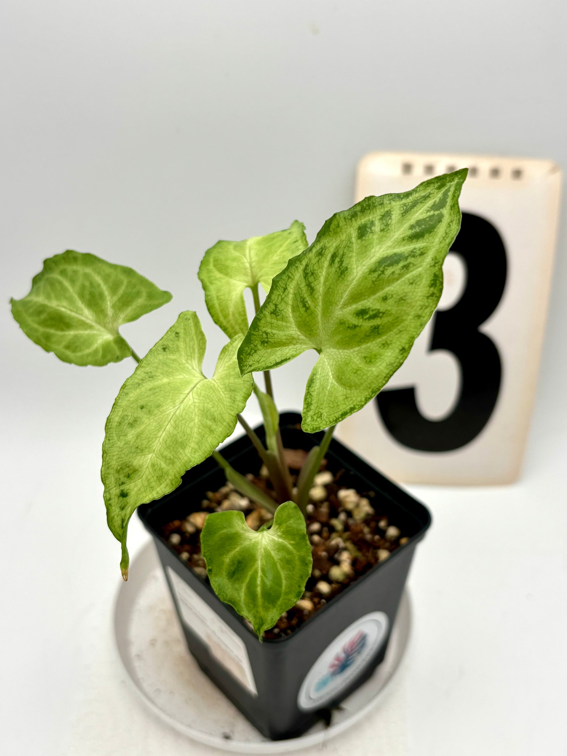 Syngonium Batik / Golden Venation