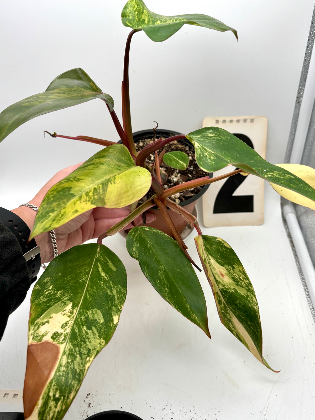 Philodendron Strawberry Shake