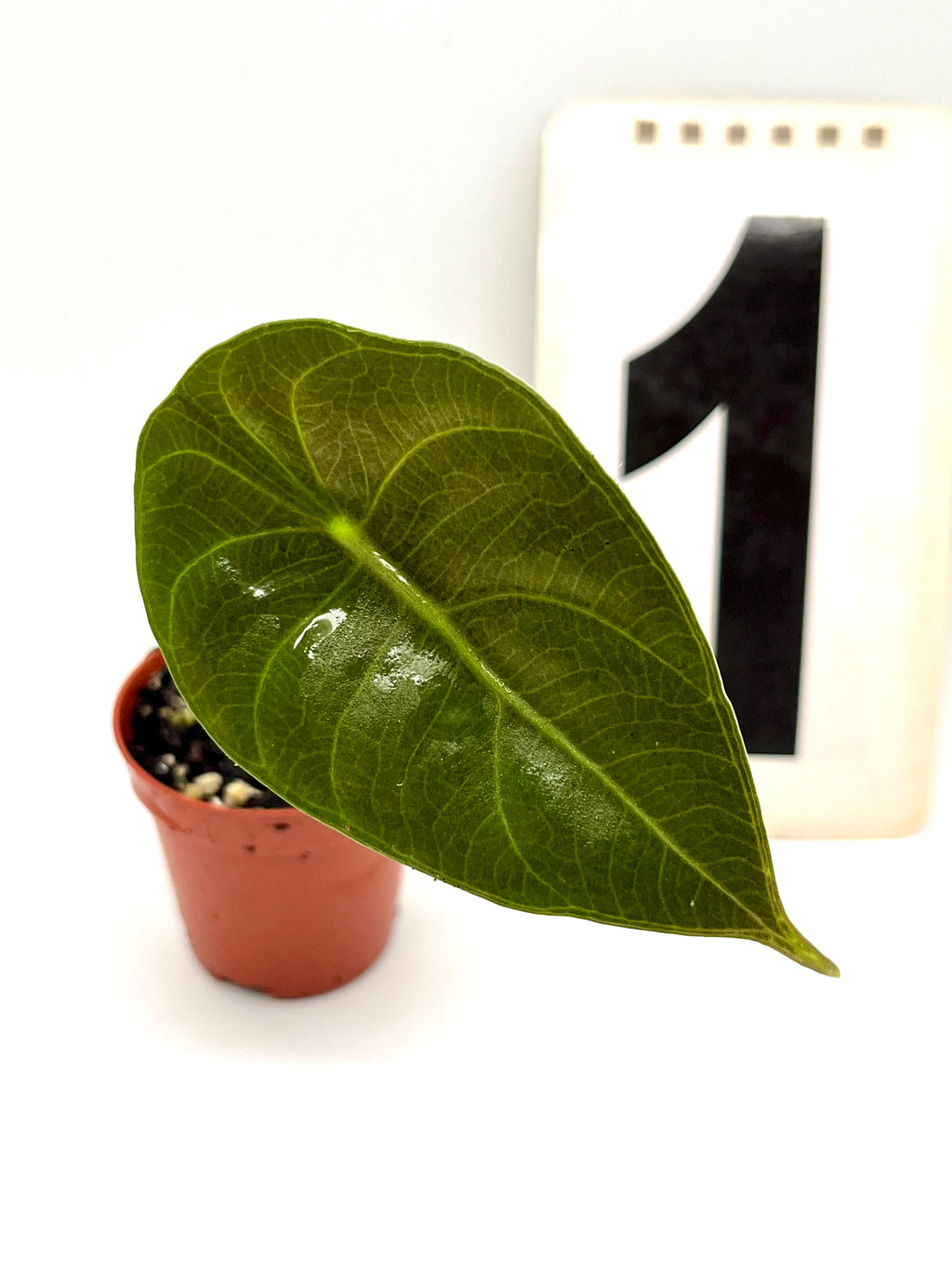 Alocasia Sedenii