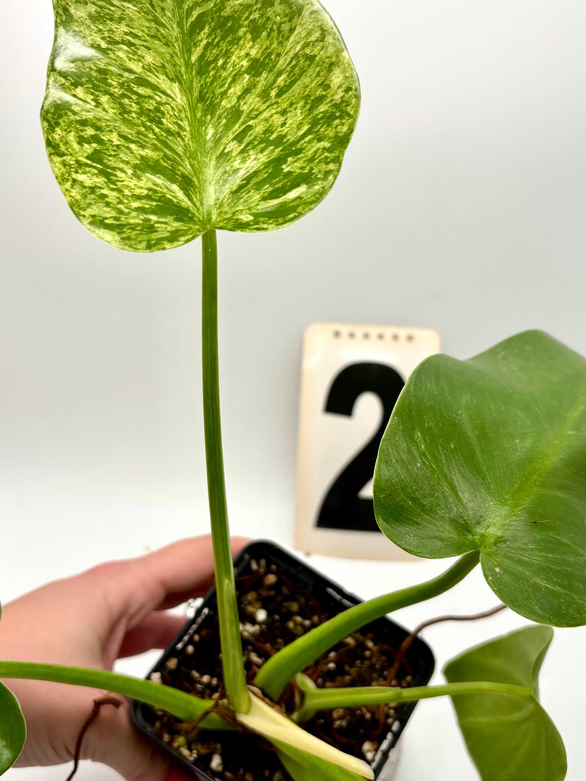Philodendron Giganteum Variegata