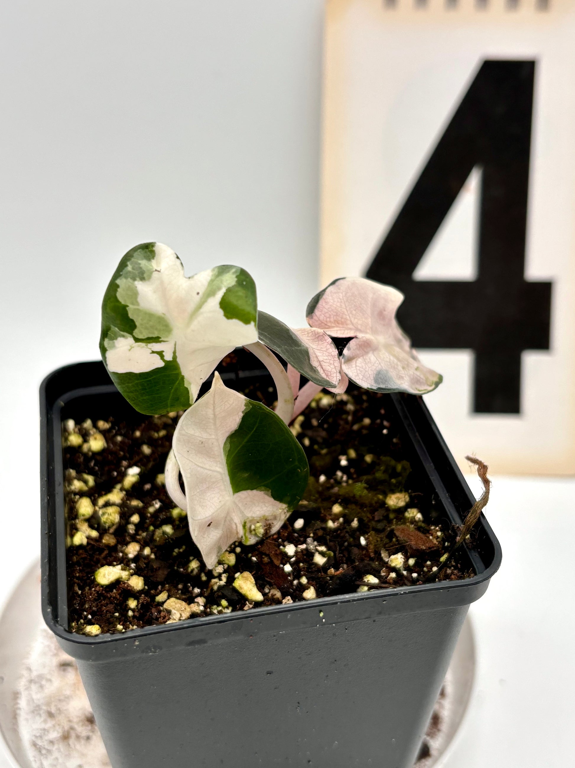 Alocasia Balloon Heart Variegata - Exotic-Flowers