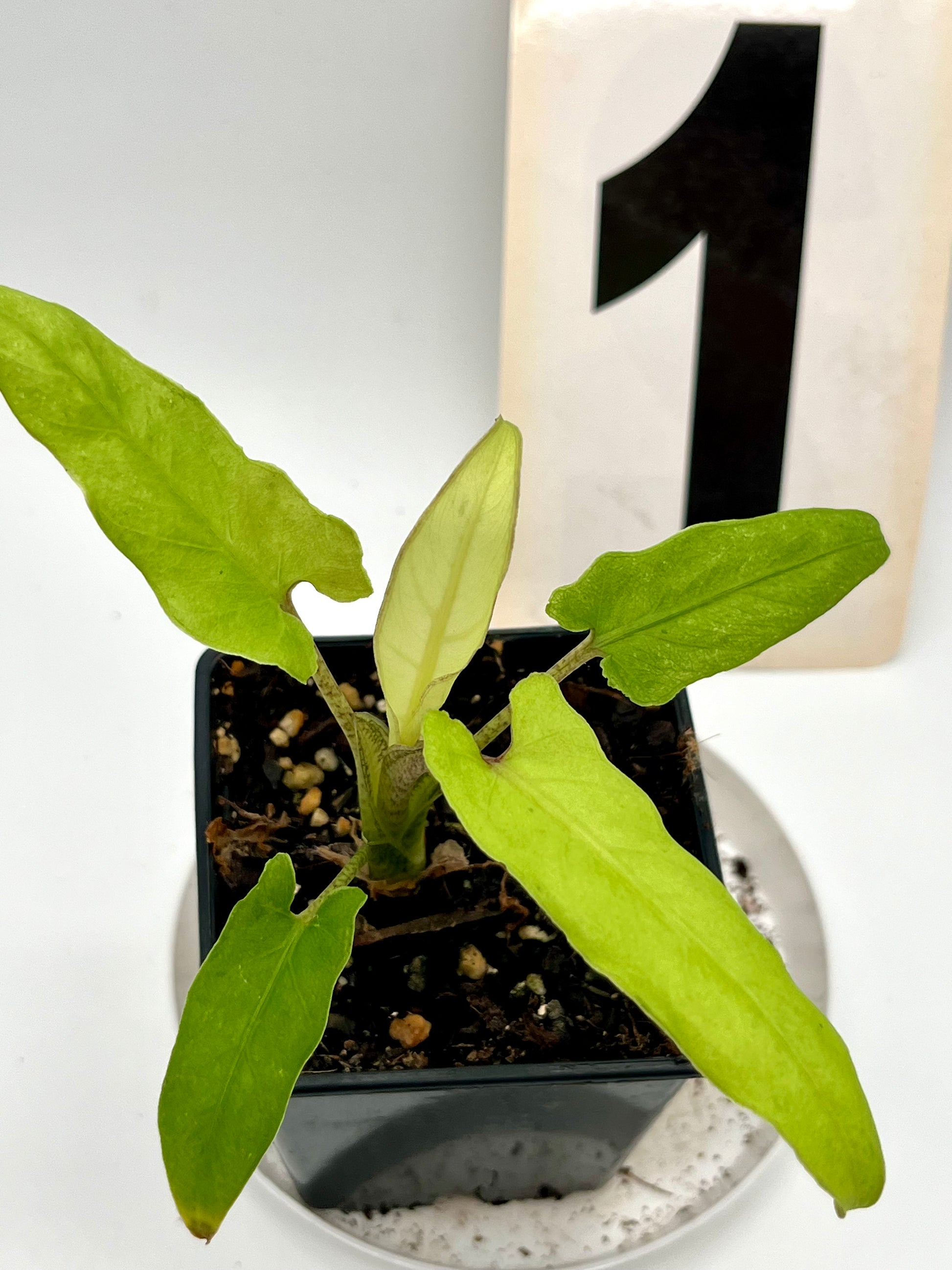 Alocasia Lauterbachiana Variegata