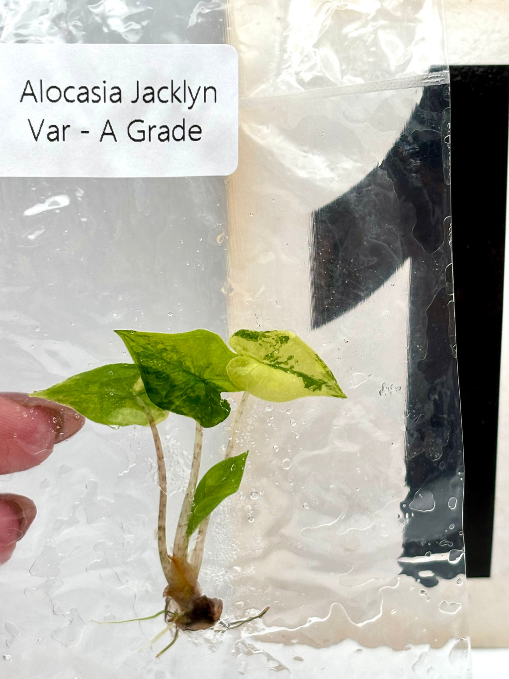 TC - Alocasia Jacklyn Variegata