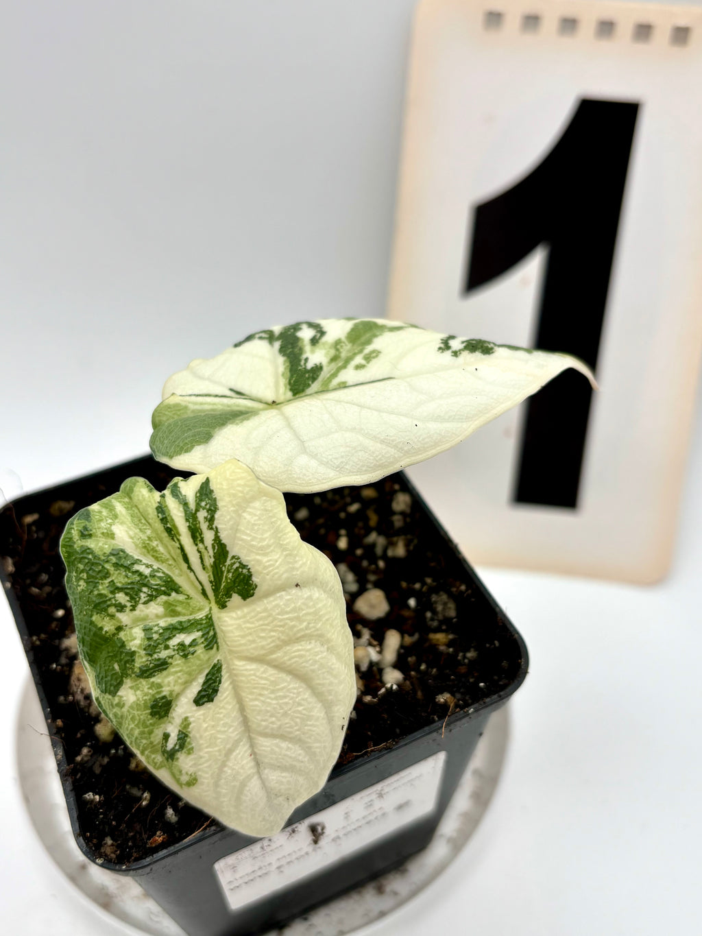 Alocasia Melo Albo Variegata