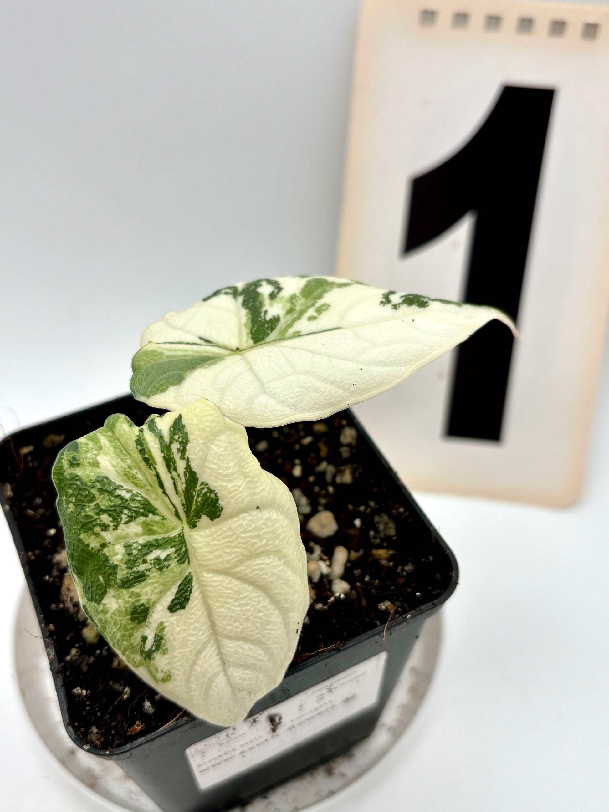 Alocasia Melo Albo Variegata