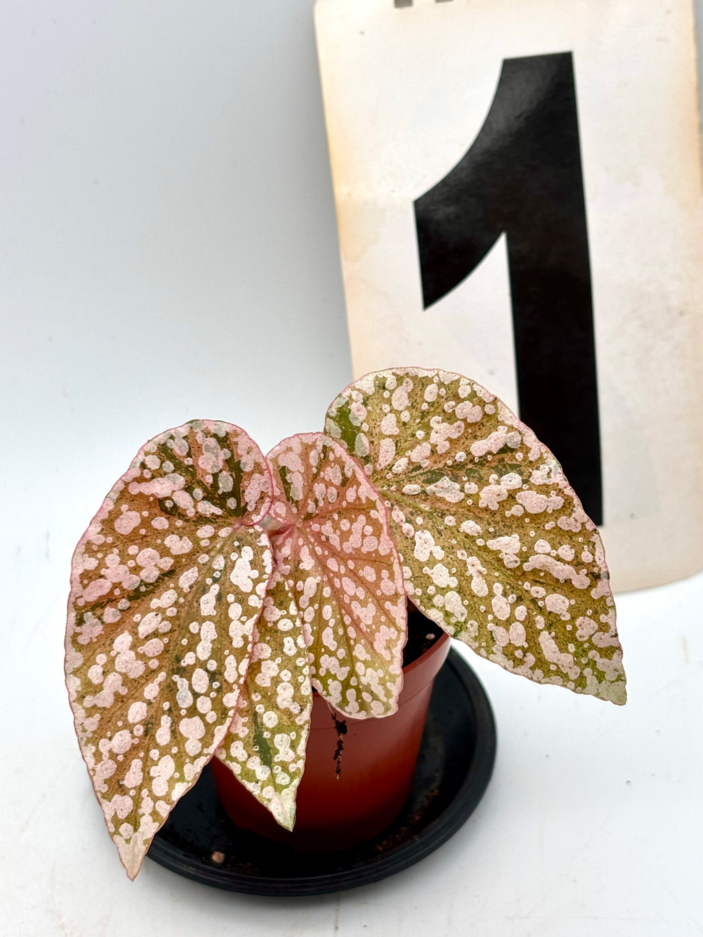 Begonia Snowcap Variegata