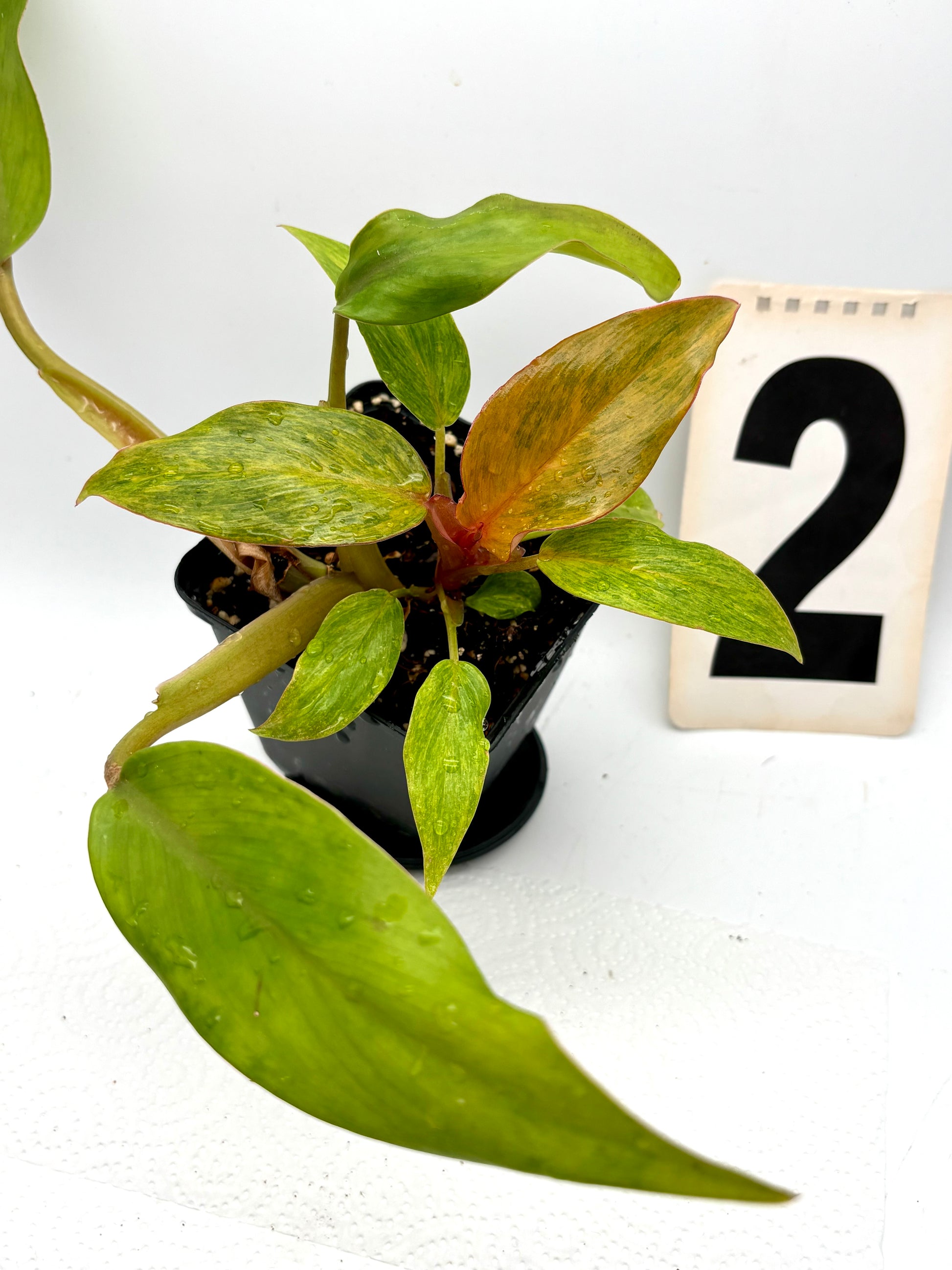 Philodendron Orange Marmalade Pflanze von Exotic-Flowers mit orangefarbenen Blättern, im Top.
