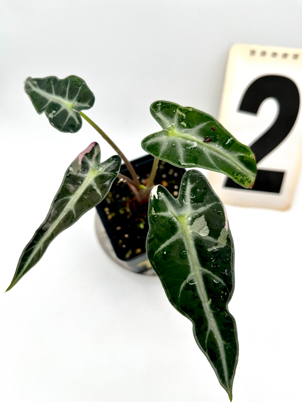 Alocasia Bambino Variegata