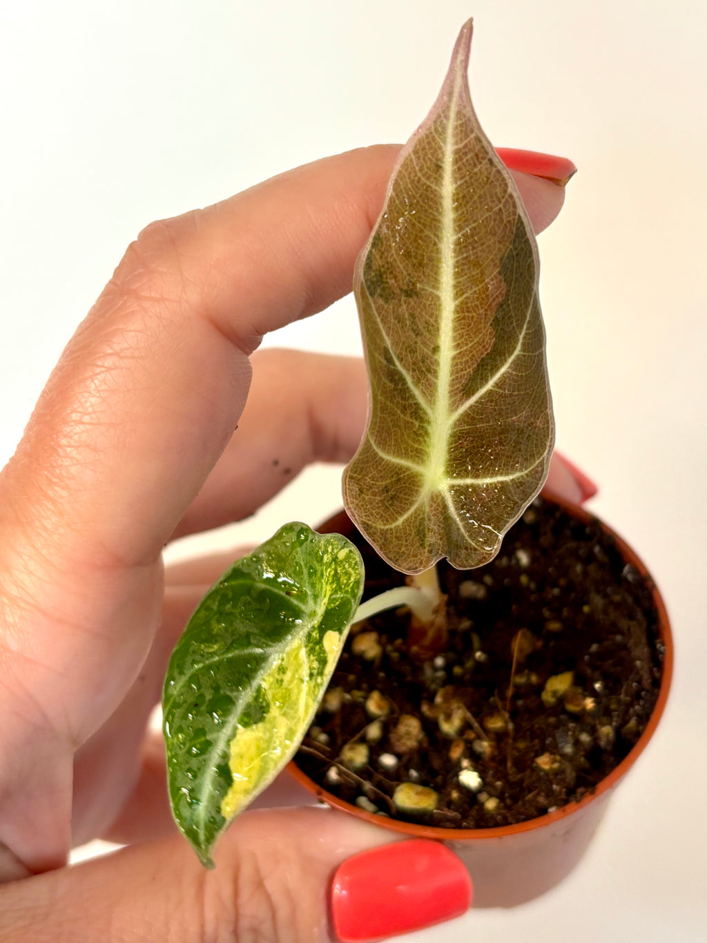 Alocasia Black Velvet Aurea Variegata Pflanze von Exotic-Flowers mit schwarzen Blättern und goldenen Variegations, detailreiche Ansicht