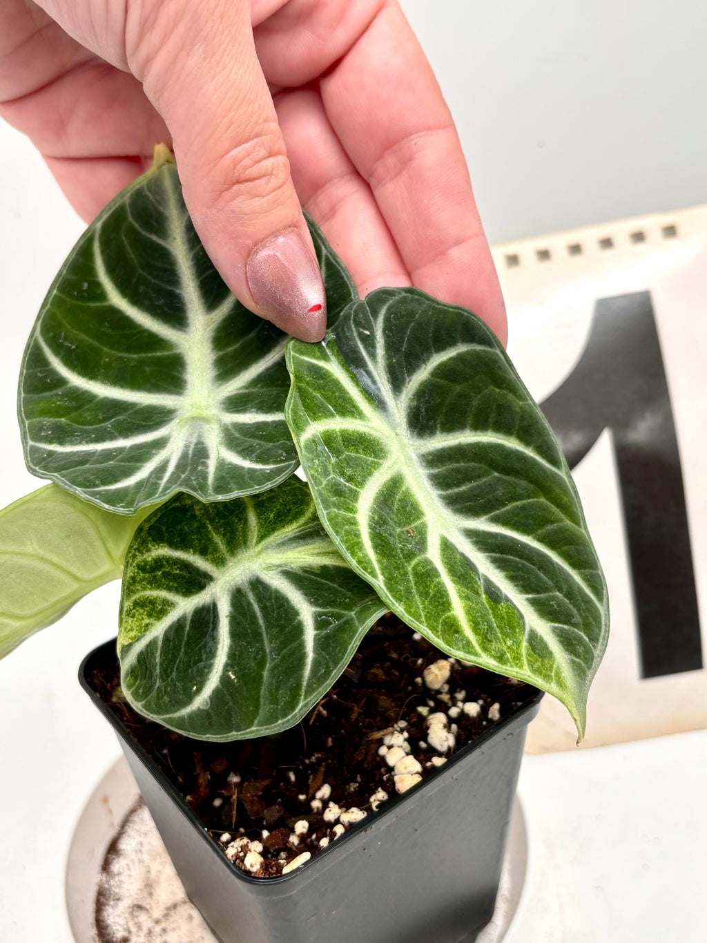 Alocasia Ninja Tricolor Variegata von Exotic-Flowers, grüne und weiße Blätter mit markanten Mustern, Topfpflanze.