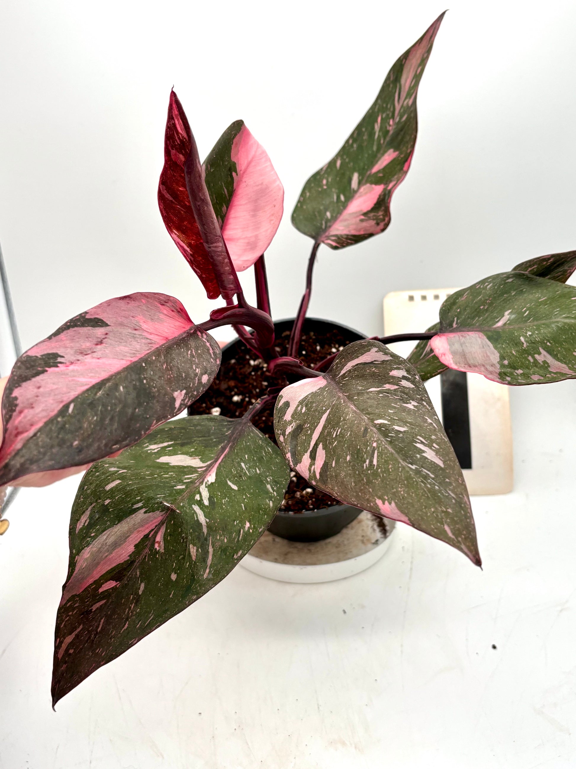 Philodendron Pink Princess Marble