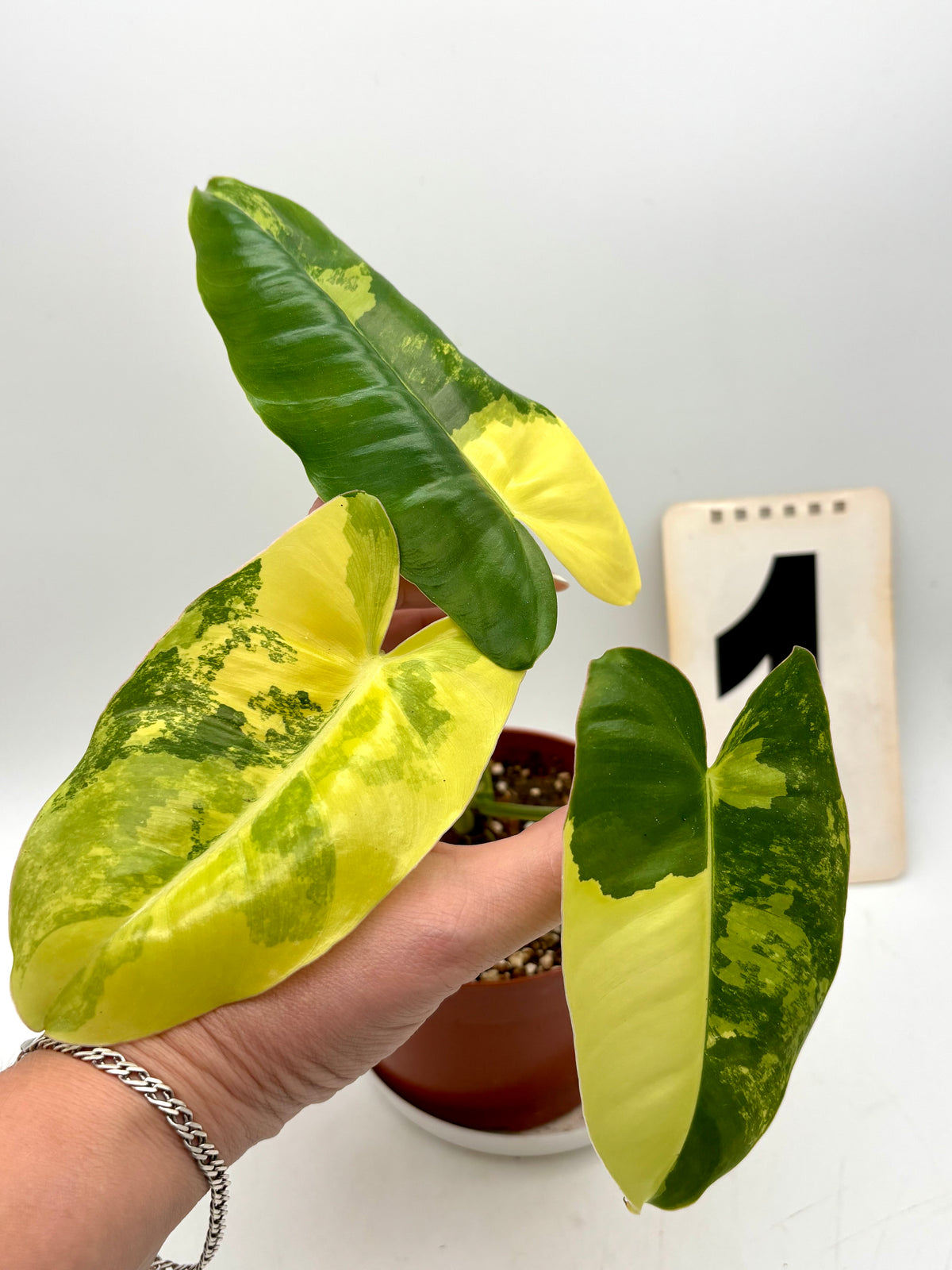 Philodendron Burle Marx Variegata