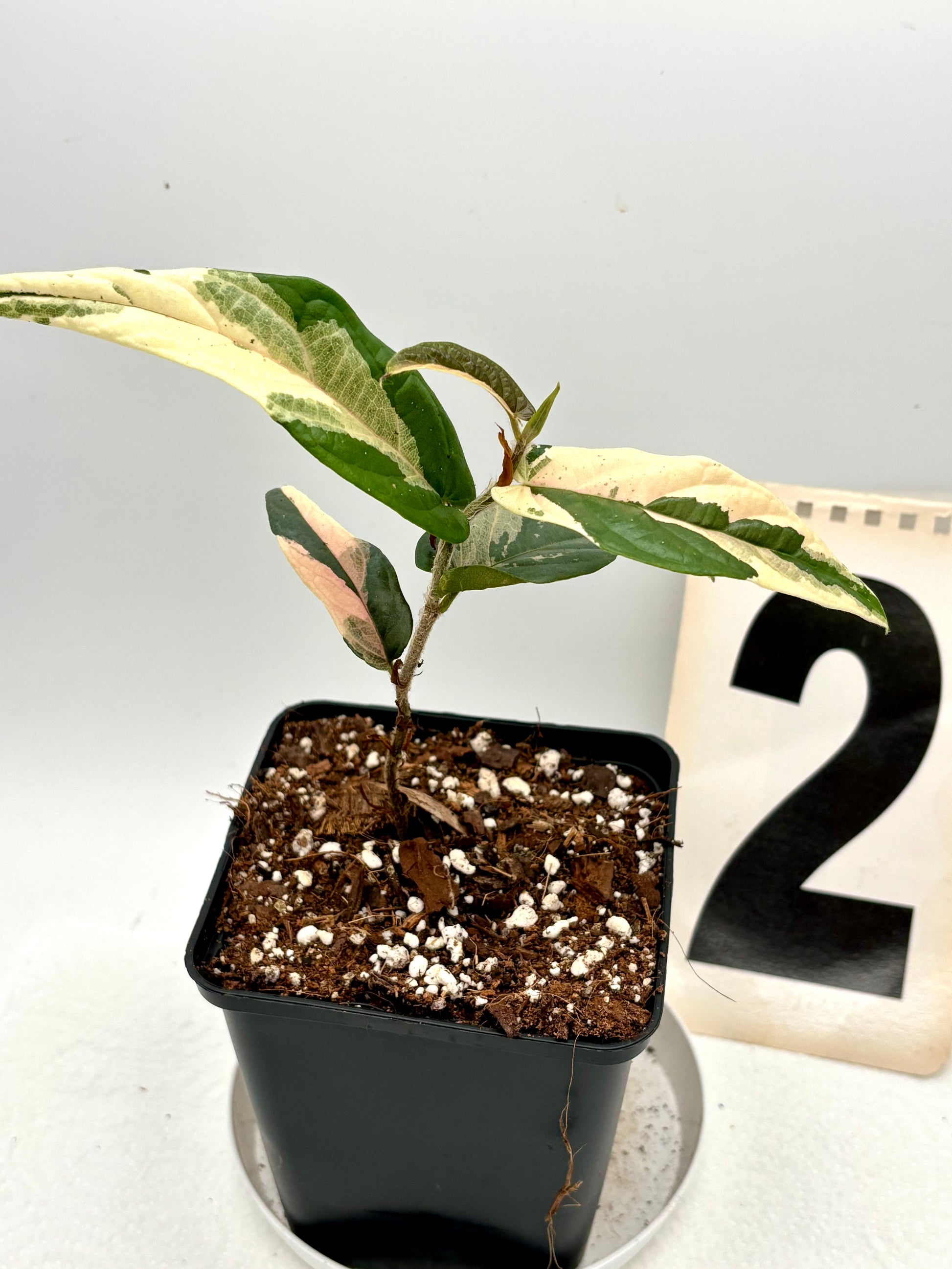 Ficus Sagittata Pink Variegata Pflanze mit grünen und rosa-blättern, im Top, von Exotic-Flowers.