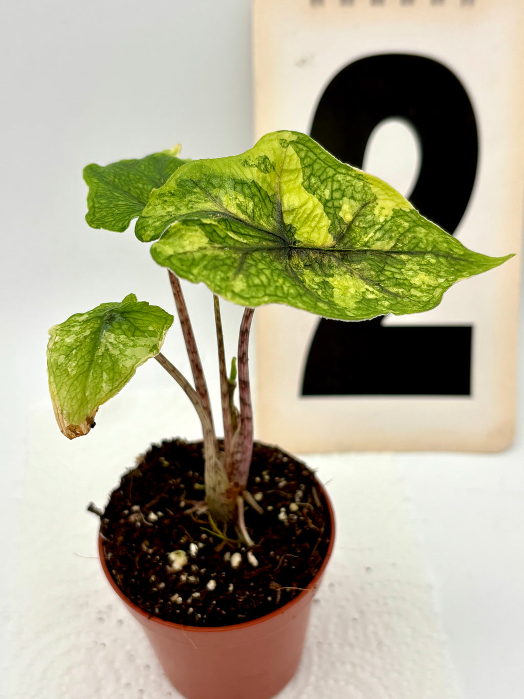 Alocasia Jacklyn Variegata