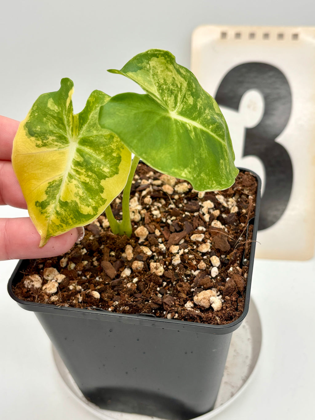 Alocasia London Eye Variegata - Exotic-Flowers