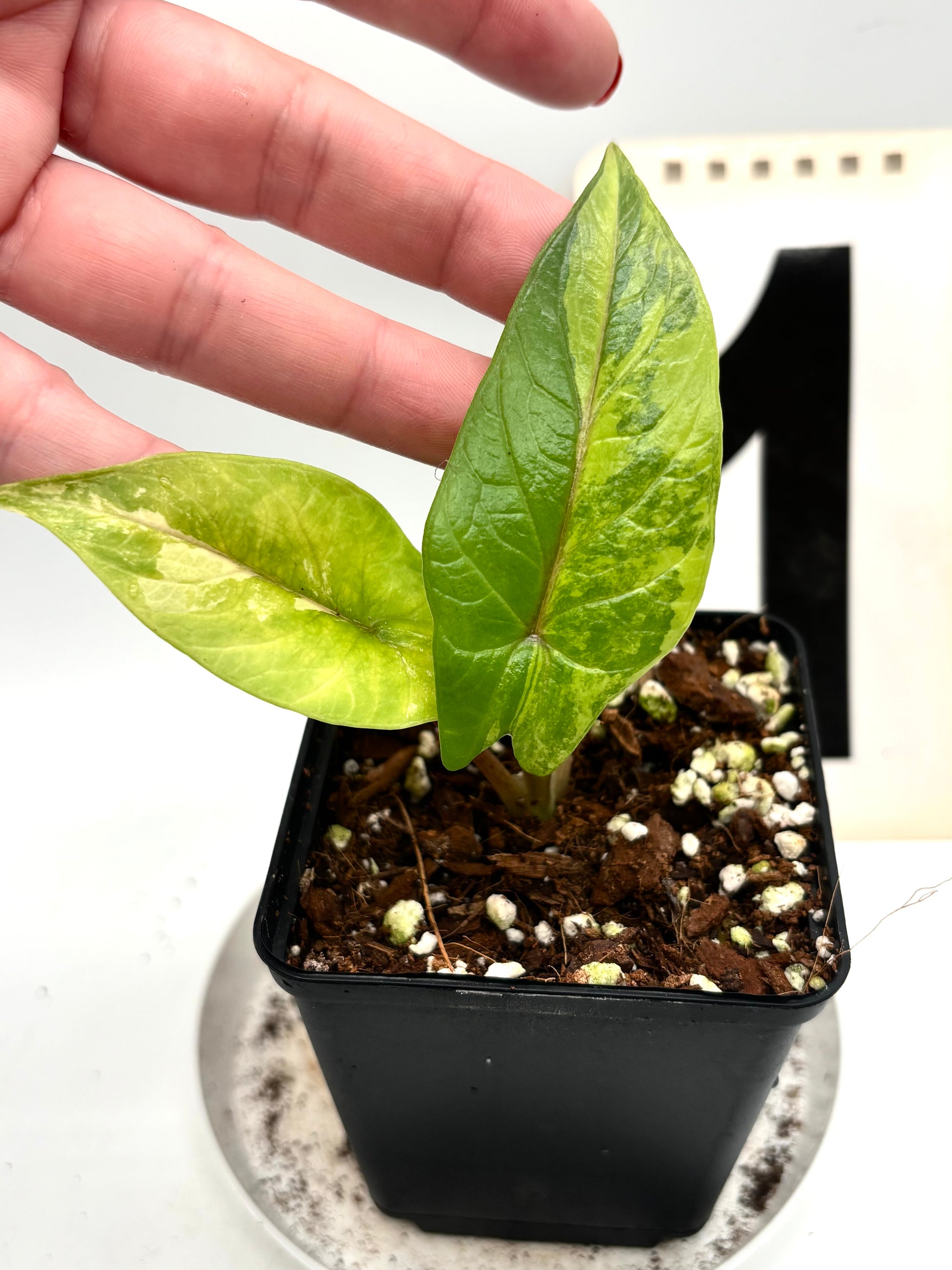 Alocasia Scalprum Variegata