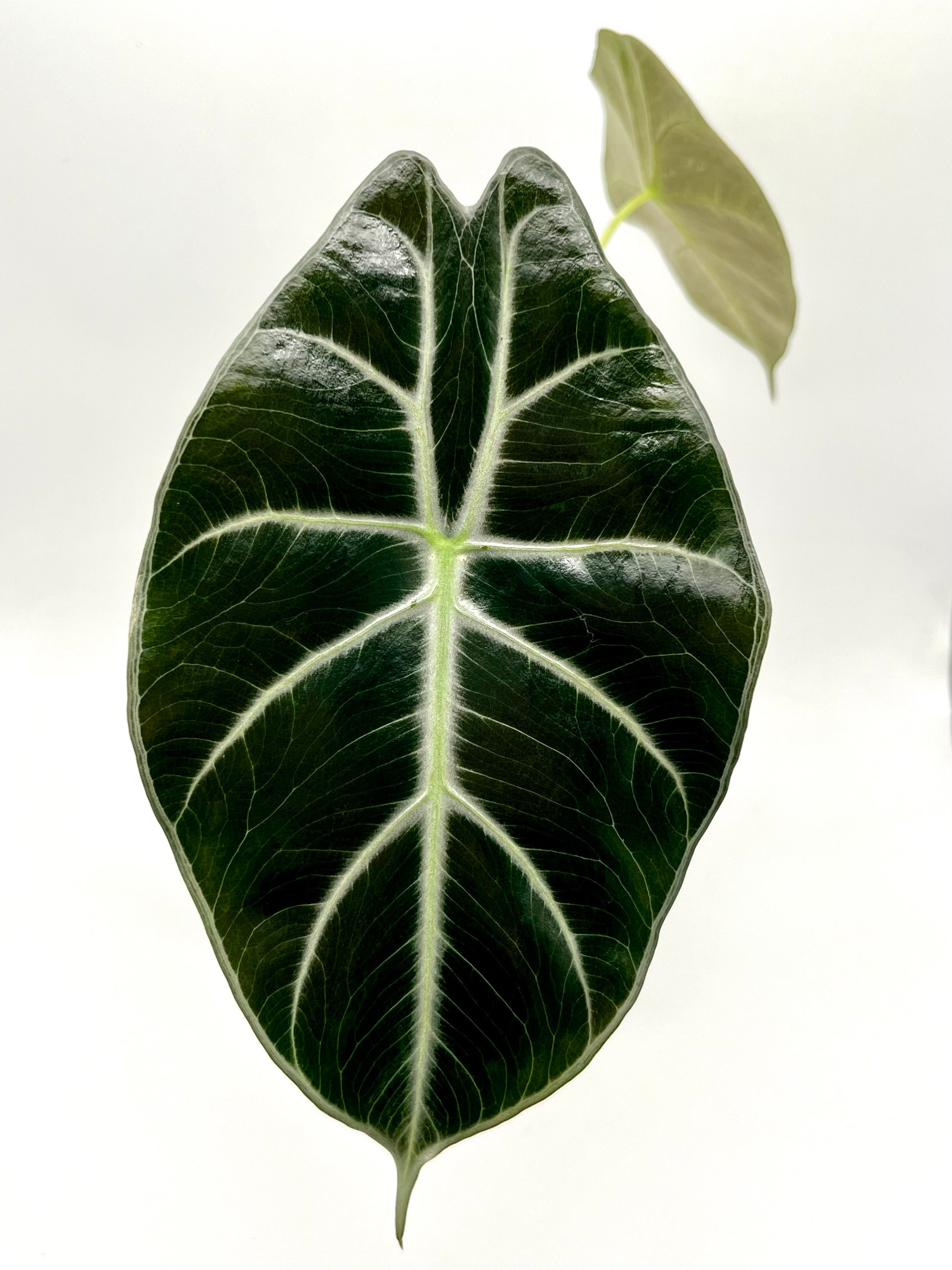 Alocasia Mark Campbell