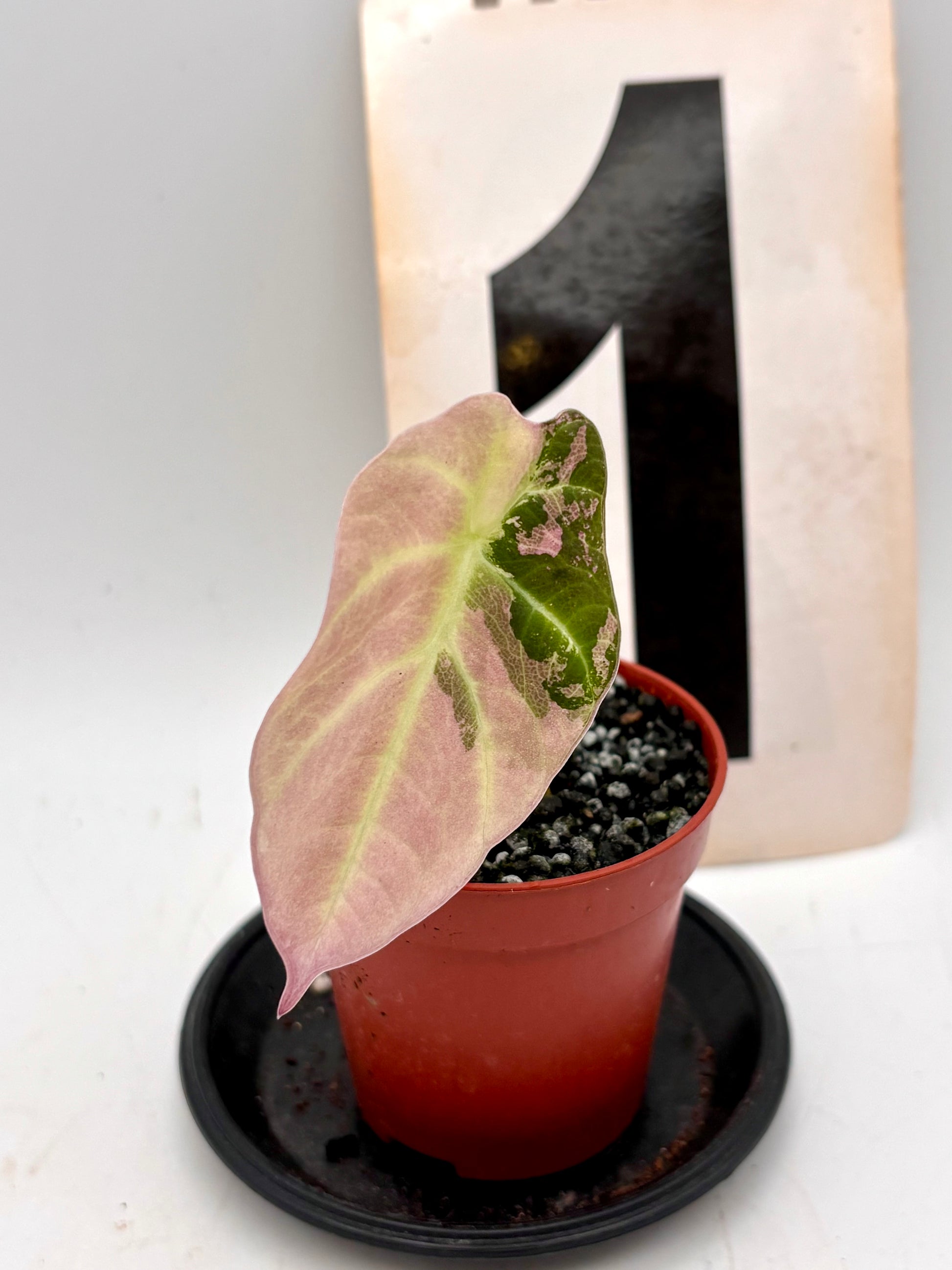 Alocasia Black Velvet Variegata