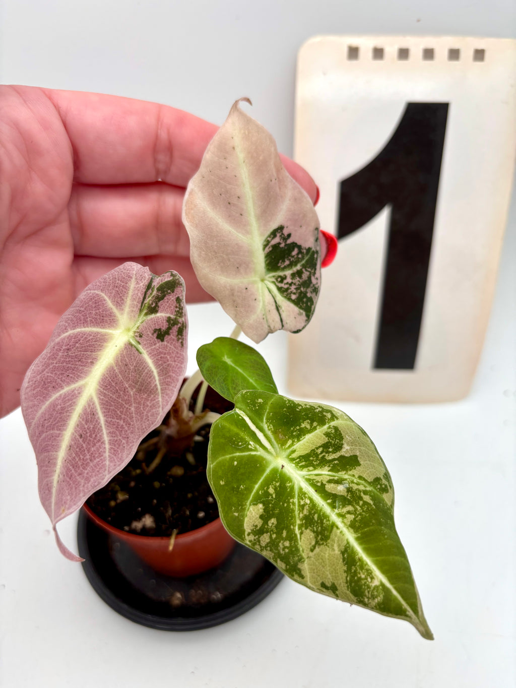 Alocasia Black Velvet Variegata Pflanze mit schwarzen, samtigen Blättern und weißen Variegationen, von Exotic-Flowers.