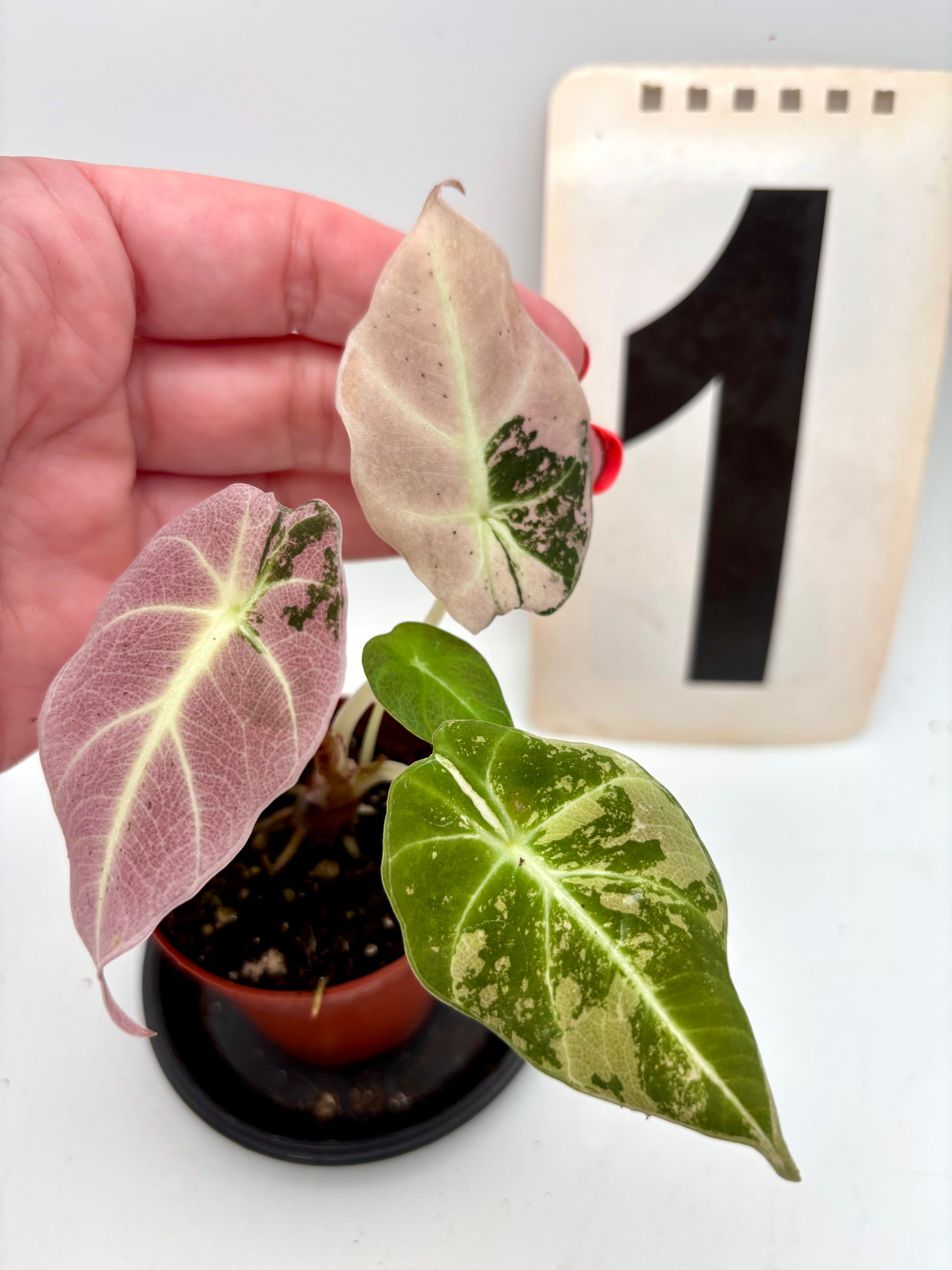 Alocasia Black Velvet Variegata Pflanze mit schwarzen, samtigen Blättern und weißen Variegationen, von Exotic-Flowers.