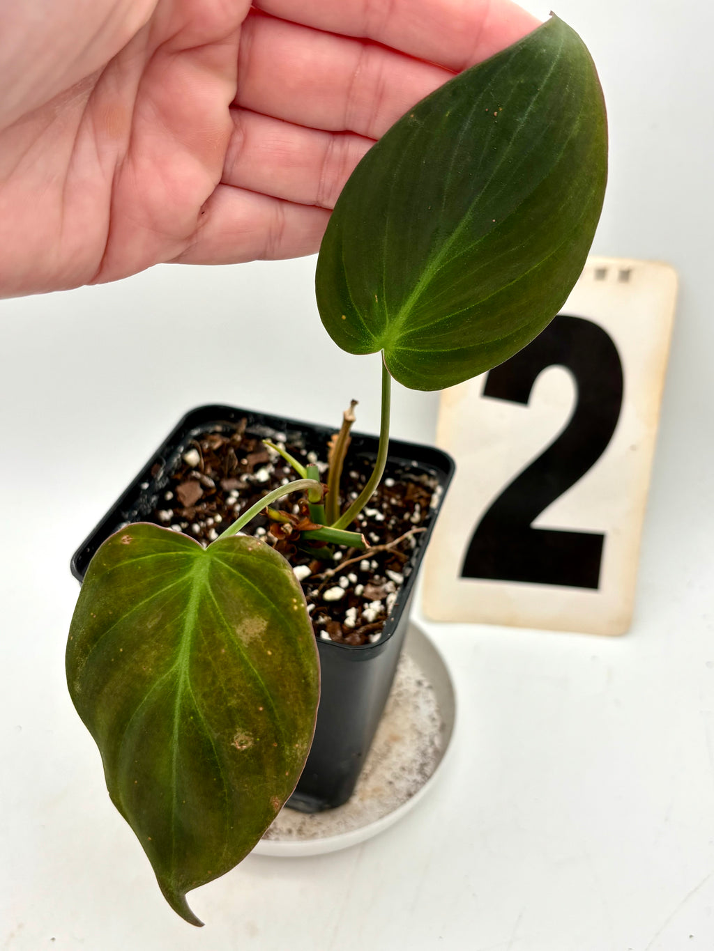 Philodendron Micans