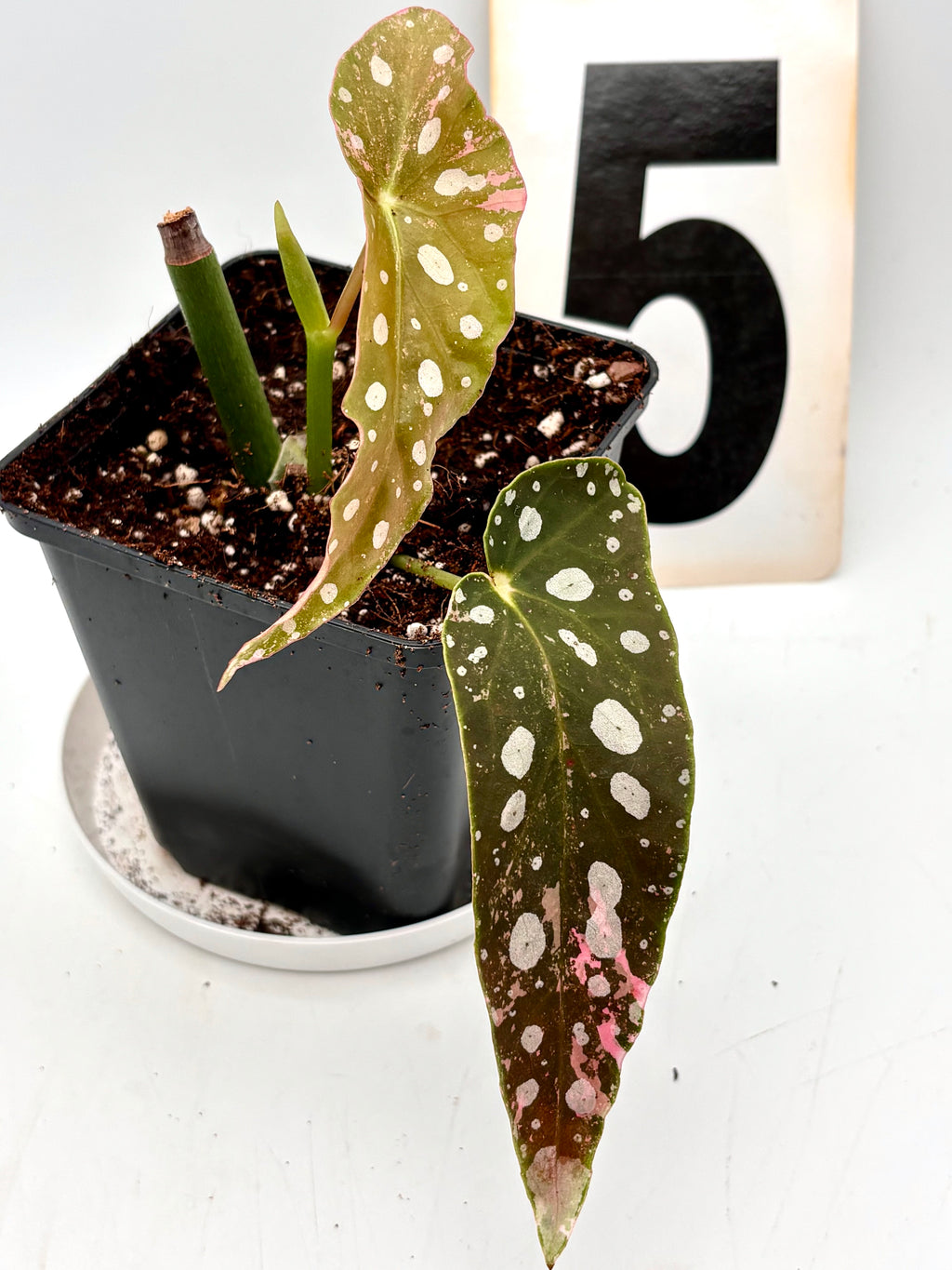 Begonia Maculata Pink Variegata