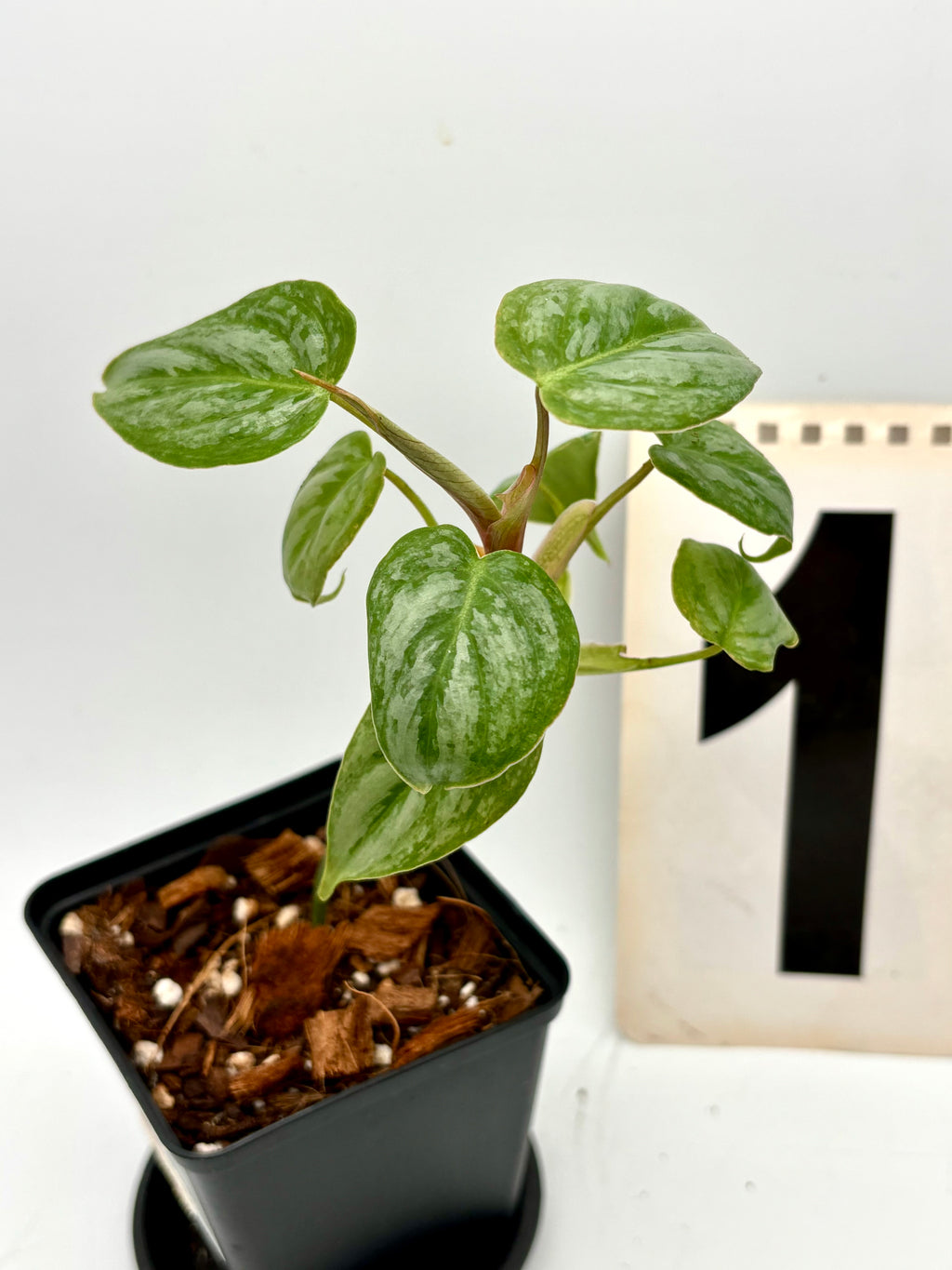 Grüner Philodendron Sodiroi von Exotic-Flowers mit großen, herzförmigen Blättern in einem Topf auf einer Fensterbank.