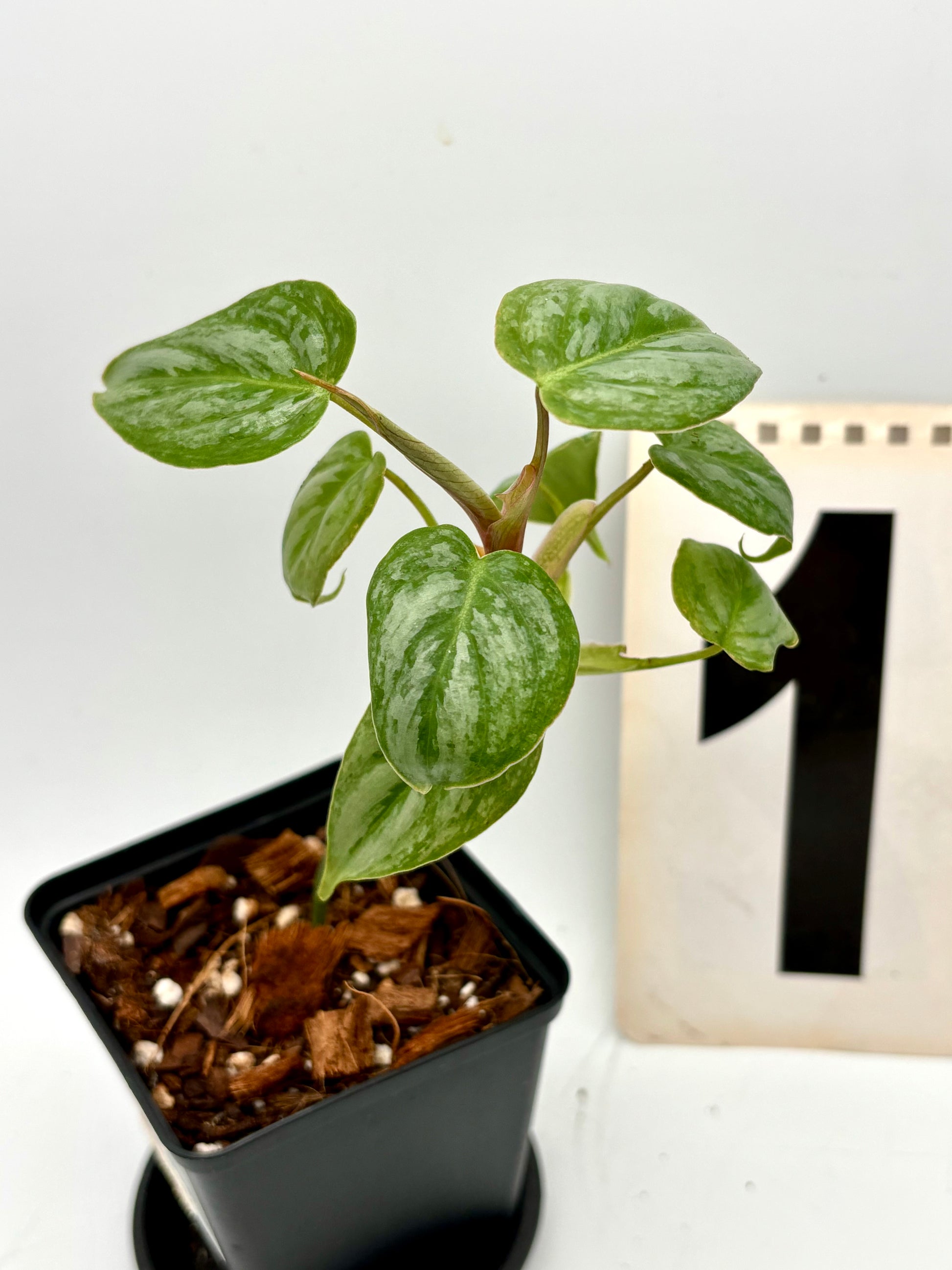 Grüner Philodendron Sodiroi von Exotic-Flowers mit großen, herzförmigen Blättern in einem Topf auf einer Fensterbank.