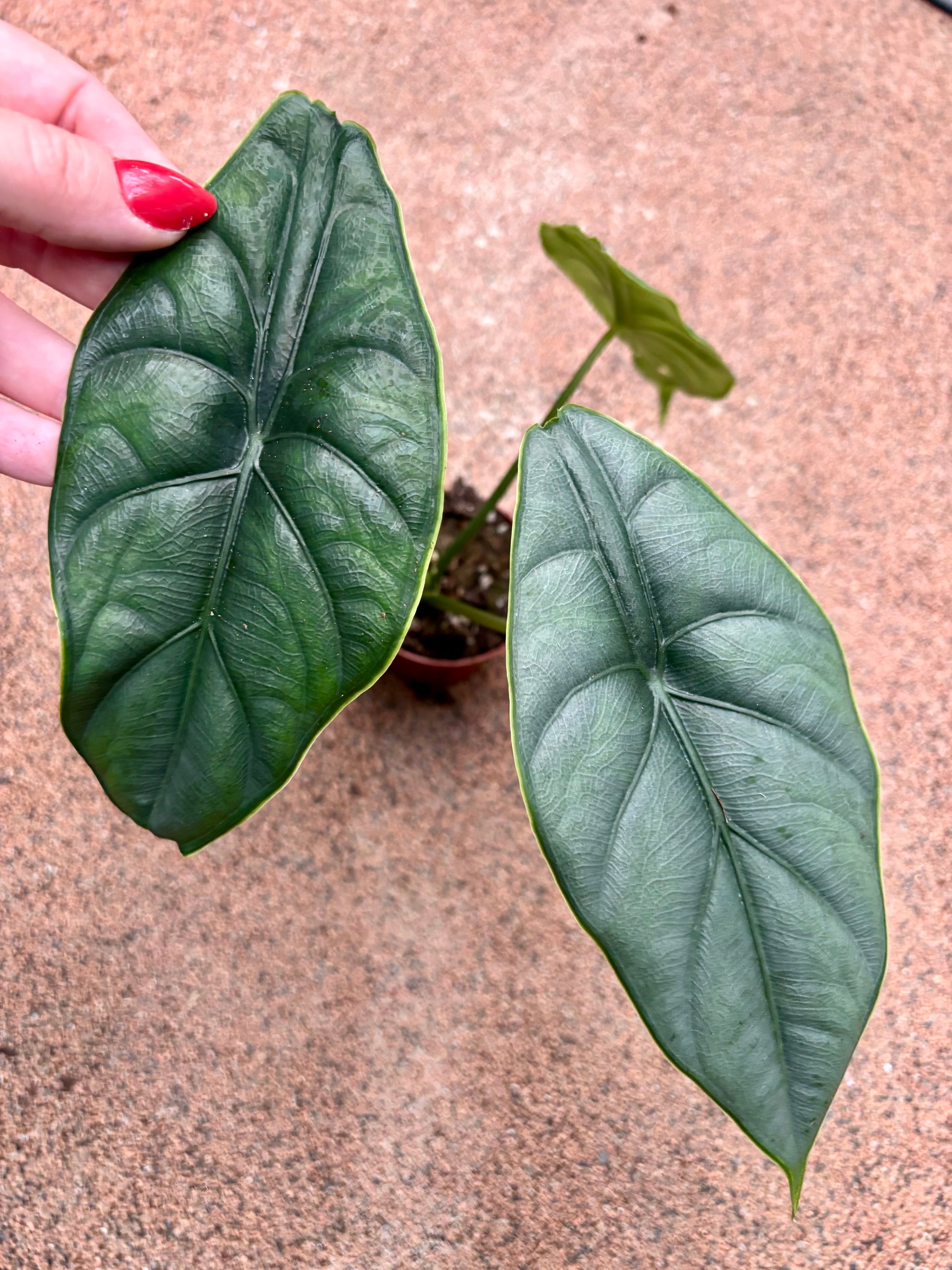Große Alocasia Puncak Borneensis Pflanze mit breiten, grünen Blättern, von Exotic-Flowers, im Top auf einem Holztisch.