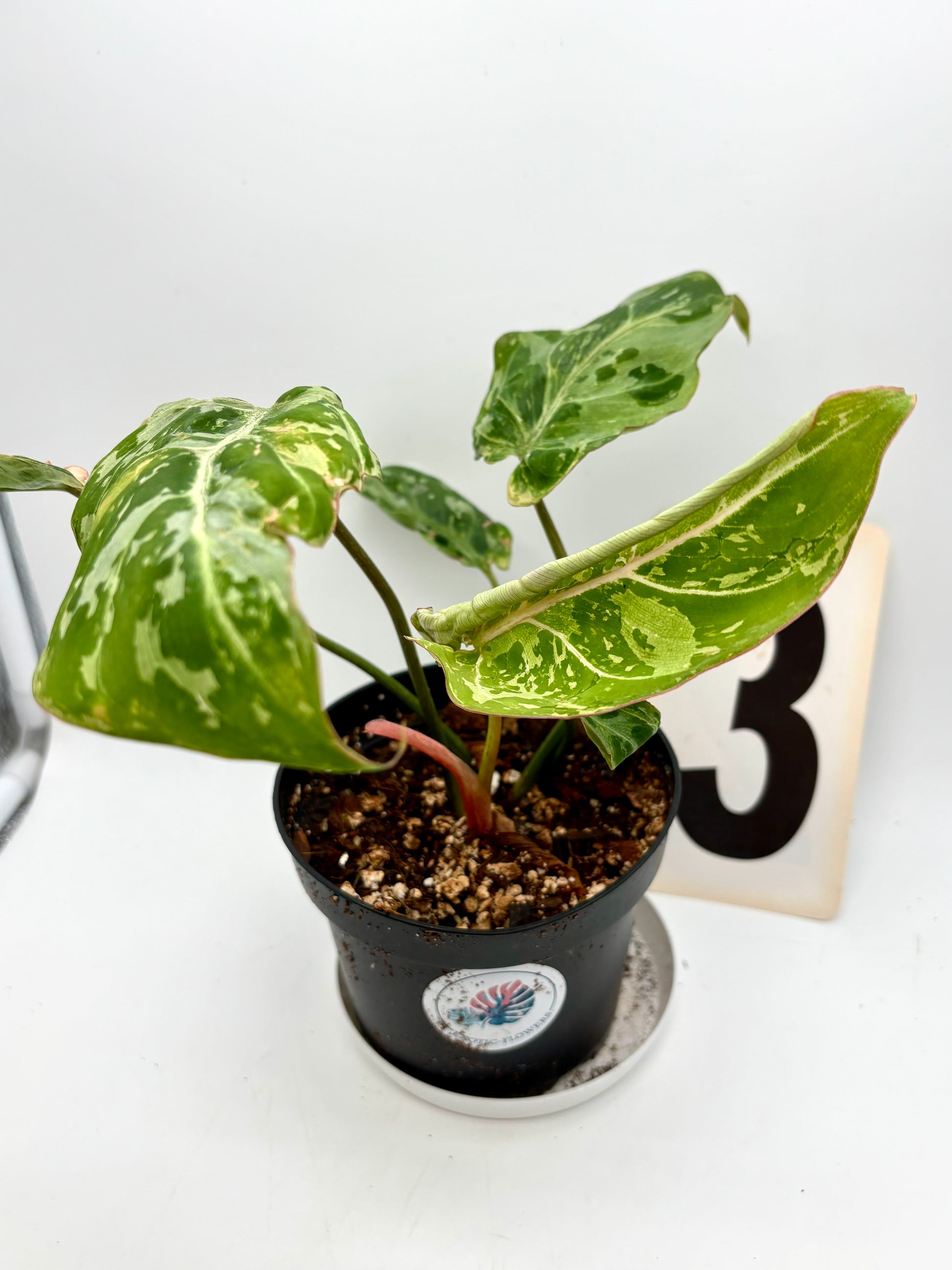 Philodendron Gloriosum Variegata / Snow Leopard