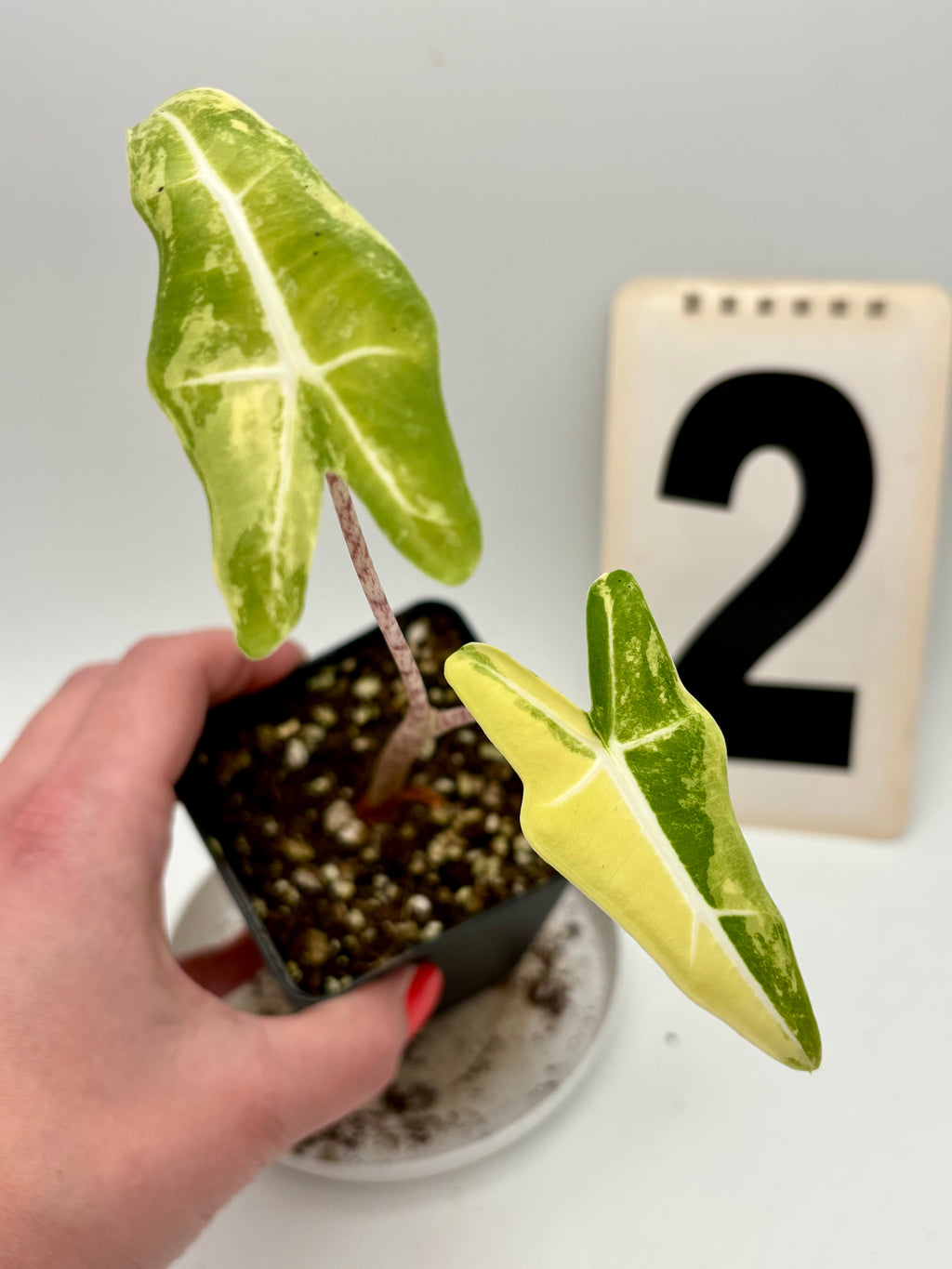 Alocasia Sarian Aurea Variegata