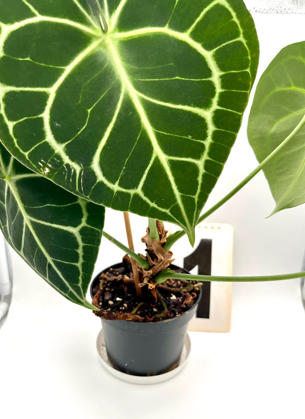 Anthurium Clarinervium